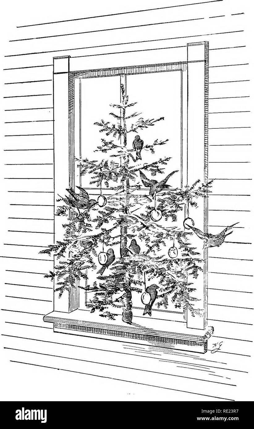 . Unsere einheimischen Vögel; wie sie zu schützen und sie zu unseren Häusern zu gewinnen. Vögel. Abb. 8 - Die Bibds' Weihnachtsbaum.. Bitte beachten Sie, dass diese Bilder sind von der gescannten Seite Bilder, die digital für die Lesbarkeit verbessert haben mögen - Färbung und Aussehen dieser Abbildungen können nicht perfekt dem Original ähneln. extrahiert. Lange, Dietrich, 1863 -. New York, der Macmillan Company; London, Macmillan &Amp; Co., Ltd. Stockfoto