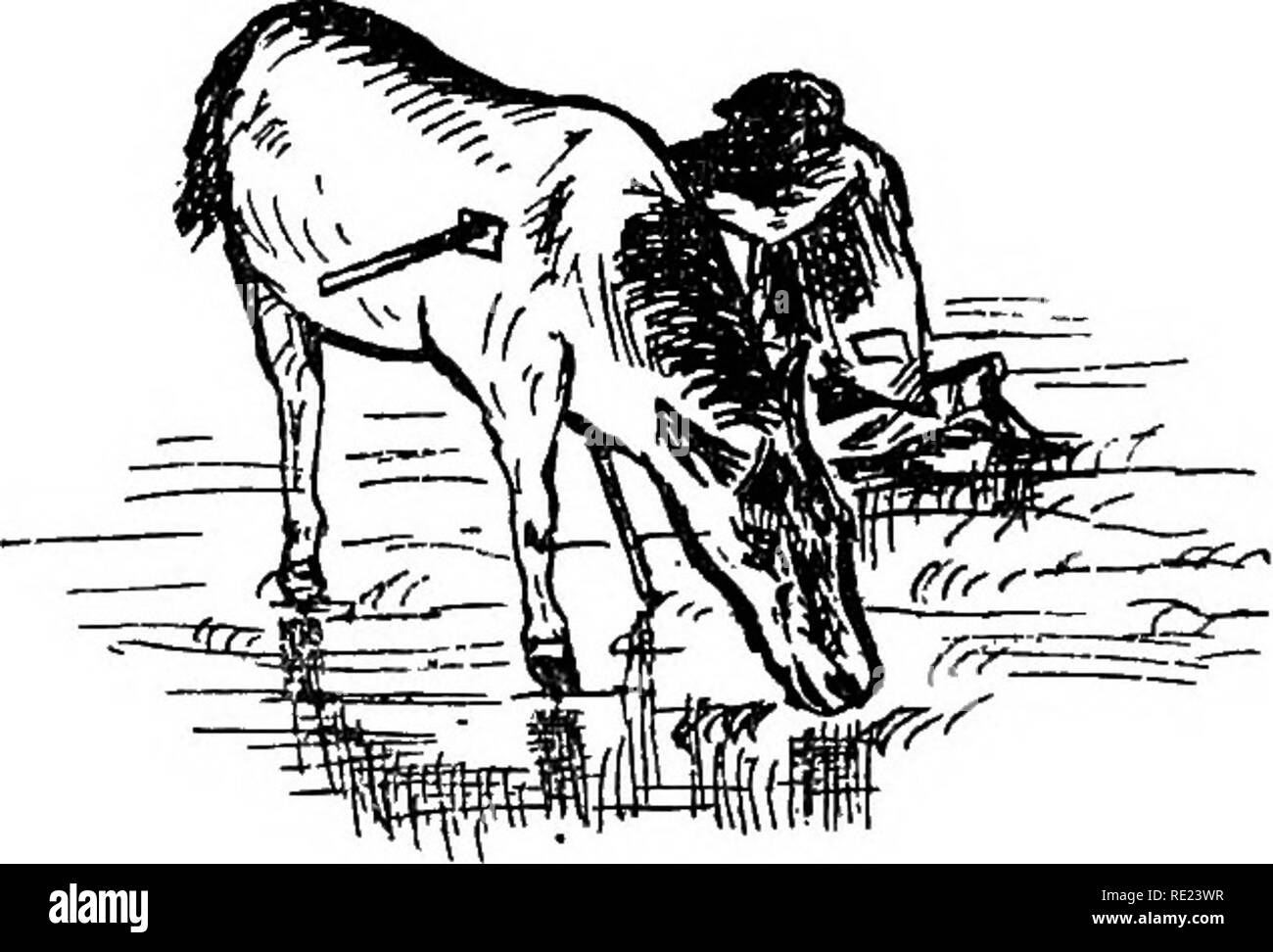 . Die komplette wildfowler. Spiel und Spiel - Vögel; Jagd. Arbeiten - Das Stalking-horse. in Weiden. Mit ein wenig Arrangieren der Pferd kann gemacht werden, um die Patrone zu Tragetasche und die Waffe auf einem Baugruppenträger. Nur auf einer Seite der Wohnung Pferd verwendet. In der Arbeit ist das Pferd sollte den Vögeln eine drei-viertel Flanke zeigen. Bemühen um die Vögel zu bewegen, als ob sie zu umgehen. Wenn direkt Breitseite näherte, die Vögel nicht warten, sondern wird der Dummy auf einen Blick erkennen. Viel Geschick können unter mit einem Stalking-horse, ausgeübt werden. Eine Aufnahme von Stalking-horse. Änderungen der St Stockfoto