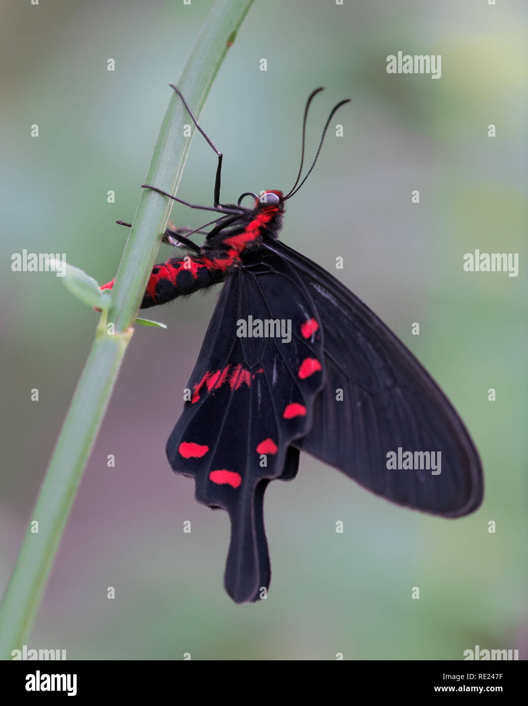 Red spotted Schmetterling mit schwarzen Flügeln auf grünem Stiel Stockfoto