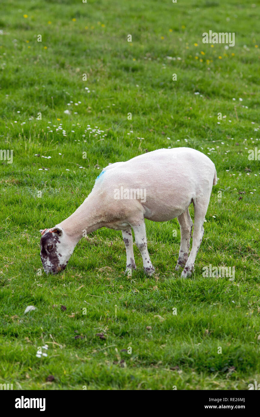Scottish Blackface oder, schwarzen Gesicht Schafe (Ovis aries). Ewe, vor  kurzem Fell geschoren aus Wolle oder Fleece. Die beweidung. Juni. Insel  Iona, Innere Hebriden, West Co Stockfotografie - Alamy