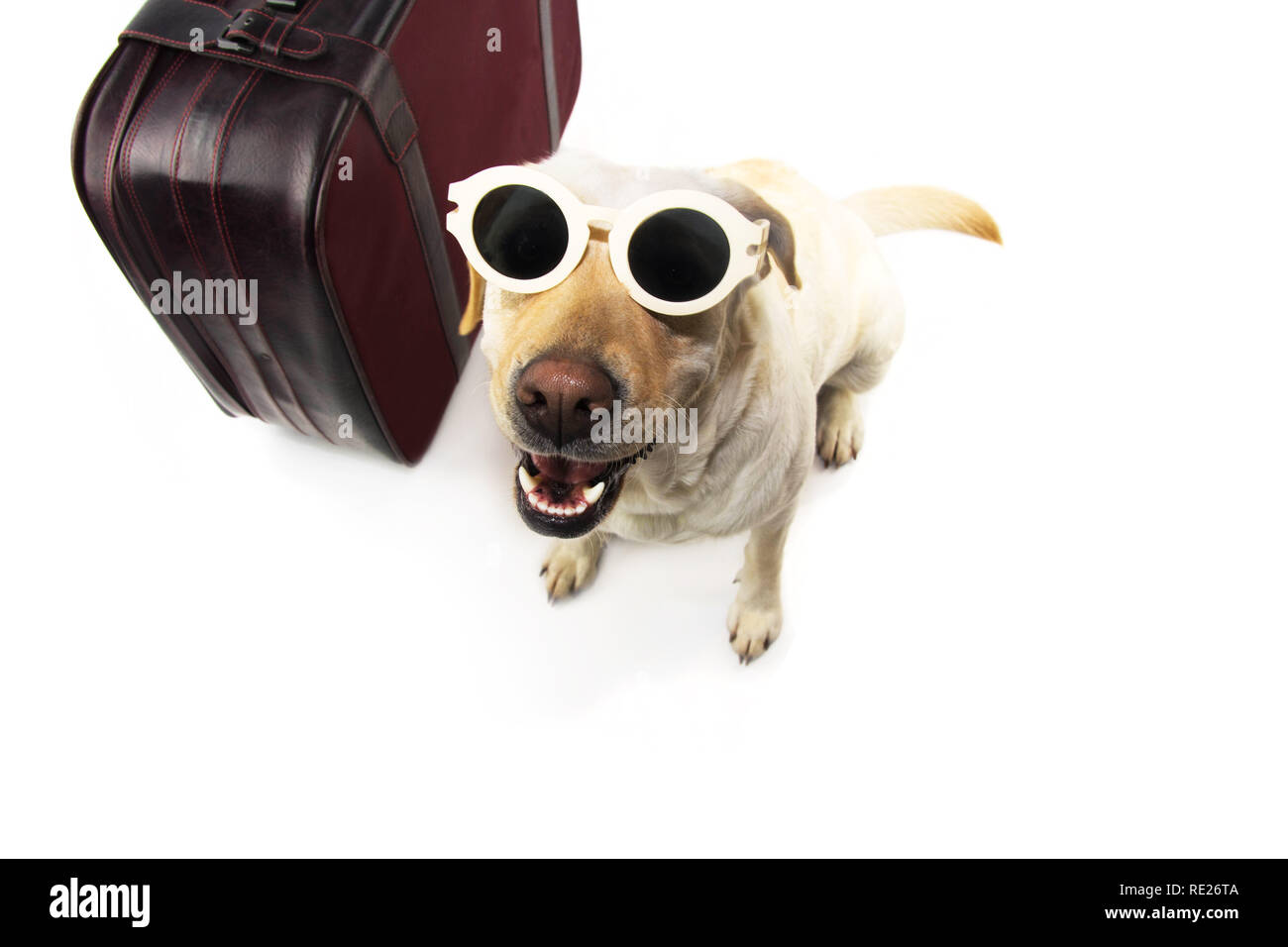 Hund auf Urlaub. LABRADOR NEBEN EINEM VINTAGE Koffer tragen Sonnenbrillen. Isolierte SHOT vor weißem Hintergrund. Stockfoto
