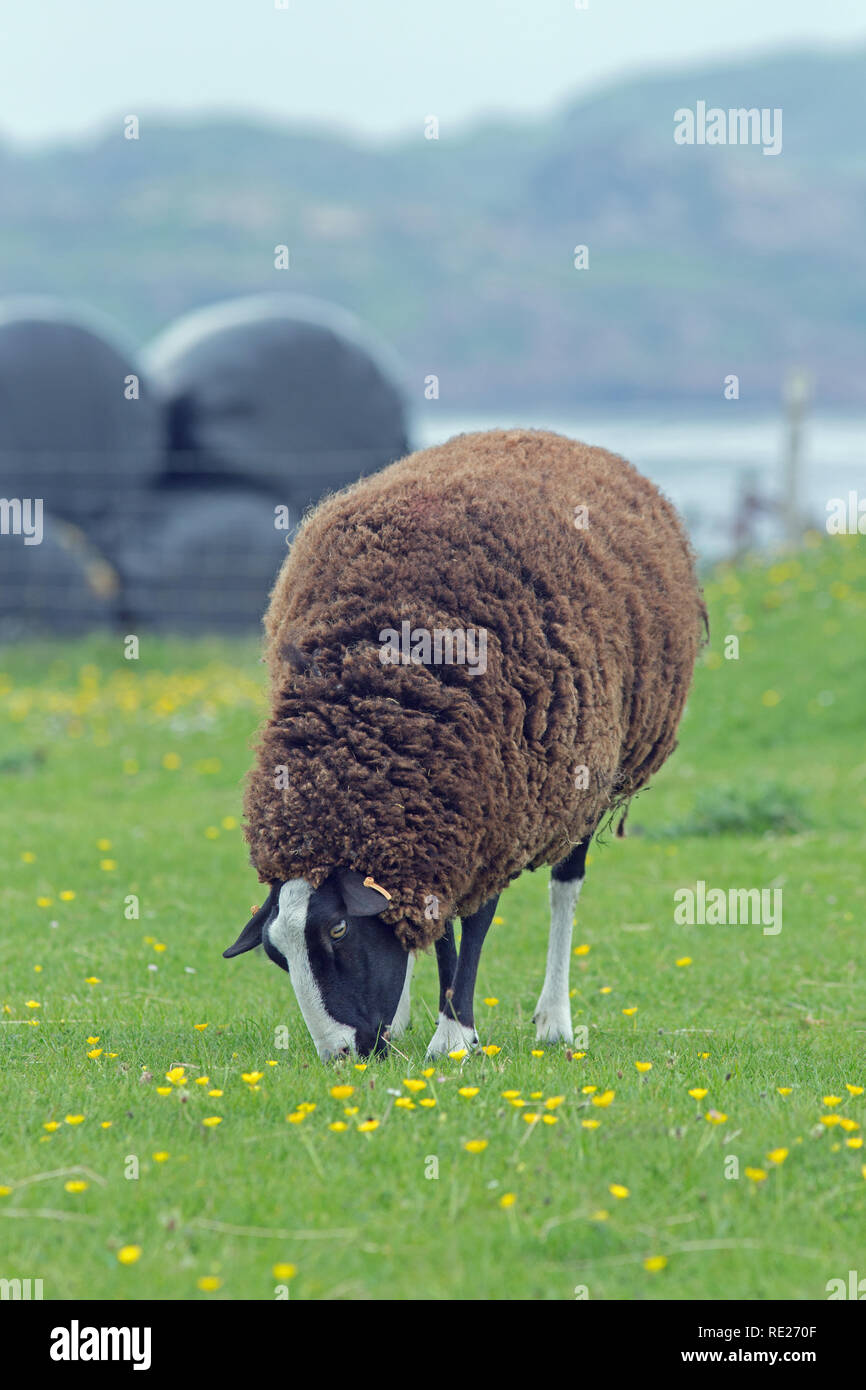 ZWARTBLES, Rasse, der Schafe (Ovis aries). Doppelnutzungsrasse, aus nördlichen Regionen der Niederlande mit Ursprung. Hier weiden auf weder Weide auf der Insel Iona, Innere Hebriden, an der Westküste von Schottland. ​ Stockfoto