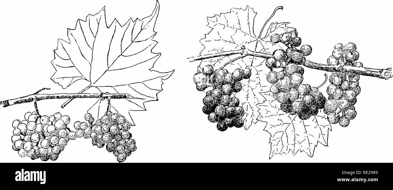 . Cyclopedia der amerikanischen Gartenbau, bestehend aus Anregungen für den Anbau von Gartenpflanzen, Beschreibungen der Arten von Obst, Gemüse, Blumen und Zierpflanzen in den Vereinigten Staaten und in Kanada verkauft, zusammen mit geographischen und Biographische Skizzen. Im Garten arbeiten. 1950 VITiS VITIS 6. Munsoniana, Simpson. Mustang Gkape von Florida. Vogel oder Everbearing (iRAPE. Sehr schlank^^ rowtr, lieber auf dem Boden oder in niedrigen Büschen zu laufen, mehr fast immergrüne als der letzte, tlowering mehr oder weniger kontinuierlich: Ivs. Kleiner, dünner und mehr Shin-ing, mehr nahezu kreisförmig in ou Stockfoto