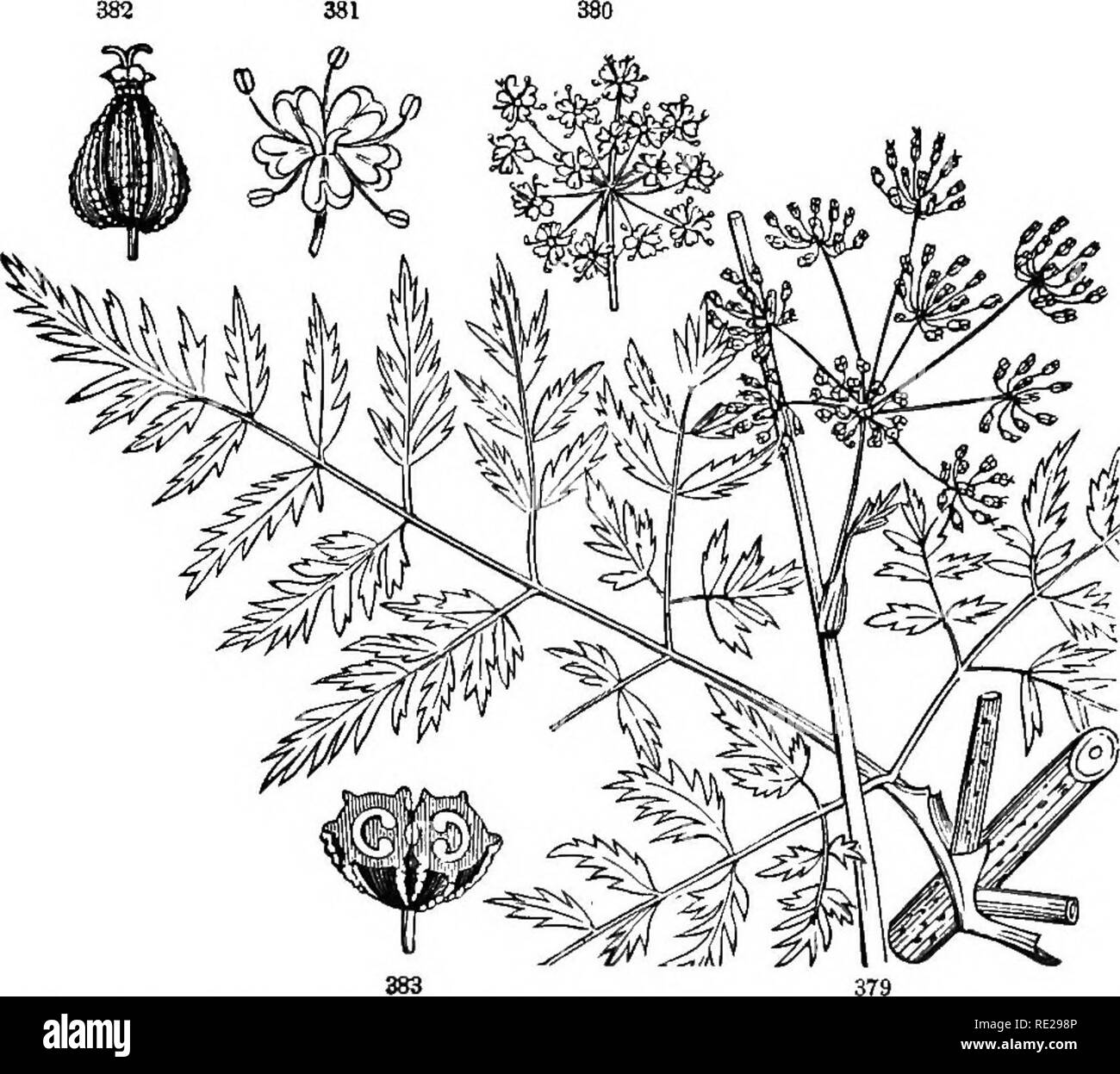 . Botanik für Jugendliche und Schulen. Wie Pflanzen wachsen, eine einfache Einführung in die Botanik. Mit einem beliebten Flora, oder eine Anordnung und Beschreibung der gemeinsamen Anlagen, Wild- und kultiviert. Botanik; Botanik. 158 beliebte FLOEA. Mock-Orange (oder Syringa). Philadelplius. 1. Gemeinsame M. oder Syringa. Blumen cremefarbenen, wohlriechend, in großen Rispen; Stile trennen. Kultiviert. P-coroniii - 'ms. 2. Geruchlos M. Blumen größer und später als in der ersten, nur wenige auf die Verbreitung branchlets, Pu] e Weiß. Kultiviert; auch wilde S. Blätter schmecken wie Gurken. S. inodbrus. 43. Petersilie Familie. O Stockfoto