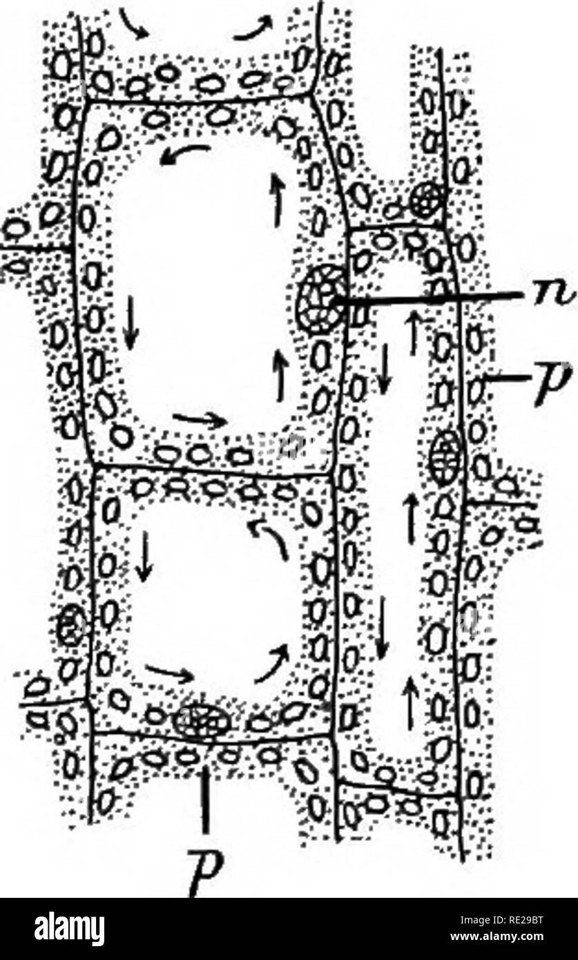 . Eine Einführung in die pflanzlichen Physiologie. Pflanzenphysiologie. Die allgemeine STEUCTUEE OE PFLANZEN neria, Nitella, Elodea (Abb. 7), und andere, ein Streaming Bewegung von tlie Granulat das Protoplasma enthält können erkannt werden. Abb. 7.- Zellen ekom das Blatt von elodea. X500. 71, nucleos; j&gt;, Protoplasma, in denen eingebettet sind zahlreiche Chlor-plasts. Die Pfeile zeigen die Richtung der Bewegung des protoplasma.. Bitte beachten Sie, dass diese Bilder extrahiert werden aus der gescannten Seite Bilder, die digital haben für die Lesbarkeit verbessert - Färbung und Aussehen dieser Abbildungen können nicht perfectl Stockfoto