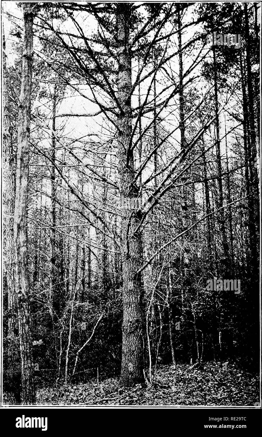 . Botanik das ganze Jahr über; ein praktisches Lehrbuch für die Schulen. Botanik. Holzstruktur 171. 320. - Holz Baum verwöhnt durch ständigen zu viel allein in früher Jugend (von PiNCHOT, US Abt. der Agr.). Beachten Sie, wie die überfüllten junge Holz im Hintergrund ist der Aufrichtenden selbst, die unteren Zweige sterben früh von overshading, groß, gerade, saubere Baumstämme.. Bitte beachten Sie, dass diese Bilder sind von der gescannten Seite Bilder, die digital für die Lesbarkeit verbessert haben mögen - Färbung und Aussehen dieser Abbildungen können nicht perfekt dem Original ähneln. extrahiert. Andrews, Eliza F Stockfoto