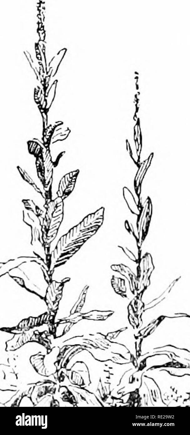 . Cyclopedia der amerikanischen Gartenbau, bestehend aus Anregungen für den Anbau von Gartenpflanzen, Beschreibungen der Arten von Obst, Gemüse, Blumen und Zierpflanzen in den Vereinigten Staaten und in Kanada verkauft, zusammen mit geographischen und Biographische Skizzen. Im Garten arbeiten. 1910 MOLÈNE kleiner als in V. phlomoides. Die Anlage verfügt über die Dis-Vorteil, empfindlich auf vetue, ss, seine weiche, wollige Ivs. off Dämpfung in nassen Situationen über Winter. l phlomoides, obwohl weniger beliebt als im Vorjahr - ing, ist wahrscheinlich die beste von allen gelb-Fld. Arten. Es hat den Vorteil gegenüber Stockfoto