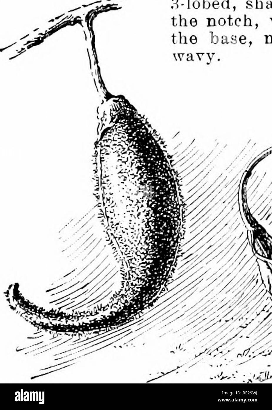 . Cyclopedia der amerikanischen Gartenbau, bestehend aus Anregungen für den Anbau von Gartenpflanzen, Beschreibungen der Arten von Obst, Gemüse, Blumen und Zierpflanzen in den Vereinigten Staaten und in Kanada verkauft, zusammen mit geographischen und Biographische Skizzen. Im Garten arbeiten. 986 MARTYNIA MARYLAND Kipper Lappen ist kleiner als die 3 unten. Die Lis. sind 2 in. oder mehr über, vor allem Lila, lila oder gelb, sondern beschmutzt und gekennzeichnet über die Kehle mit anderen Farben. Sie stark duftende und interessant sind, aber, wie alle anderen Teile der Pflanze, Sie werden feucht. Die Pflanzen wachsen 1% f Stockfoto