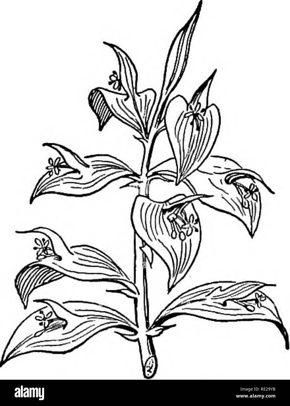 . Botanik das ganze Jahr über; ein praktisches Lehrbuch für die Schulen. Botanik. 148 DIE STAMMZELLEN korrekte seitliche (Sec. 245) ^ Die usurpation Bud weiterhin das Wachstum der schießen, bis er wiederum von einigen Erfolg lateralen und so verdrängt wird, bilden eine Reihe von scheinbar Seitliche ranken. 212. Vorbauten wie Laub. - Wenn die Zweigniederlassungen der Ort von Laub, wie sie nicht selten tun, Sie sind in der Regel so gut getarnt, dass es schwierig ist - Kult, sie zu erkennen, aber ein wenig Aufmerksamkeit zu ihren Entstehungsort wird in der Regel ihre Natur deutlich machen. Der Spargel hat bereits zu (Se verwiesen worden Stockfoto