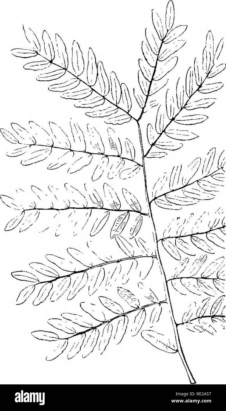 . Botanik für Jugendliche und Schulen. Wie Pflanzen wachsen, eine einfache Einführung in die Botanik. Mit einem beliebten Flora, oder eine Anordnung und Beschreibung der gemeinsamen Anlagen, Wild- und kultiviert. Botanik; Botanik. Interruptedly gefiedert, wenn einige der Broschüren des gleichen Blattes sind viel smallei als der Rest, und zwischen ihnen, als im Wasser eine ens. Abrupt gefiedert, wenn es keine ungeraden Packungsbeilage ist am Ende, wie in Honey-Locust, Abb. 130. Odd-Gefiedert, wenn es sich um eine ungerade Merkblatt am Ende, wie in der Gemeinsamen Locust (Abb. 128) und in der Asche. Gefiedert mit einer Ranke, wenn die foo Stockfoto