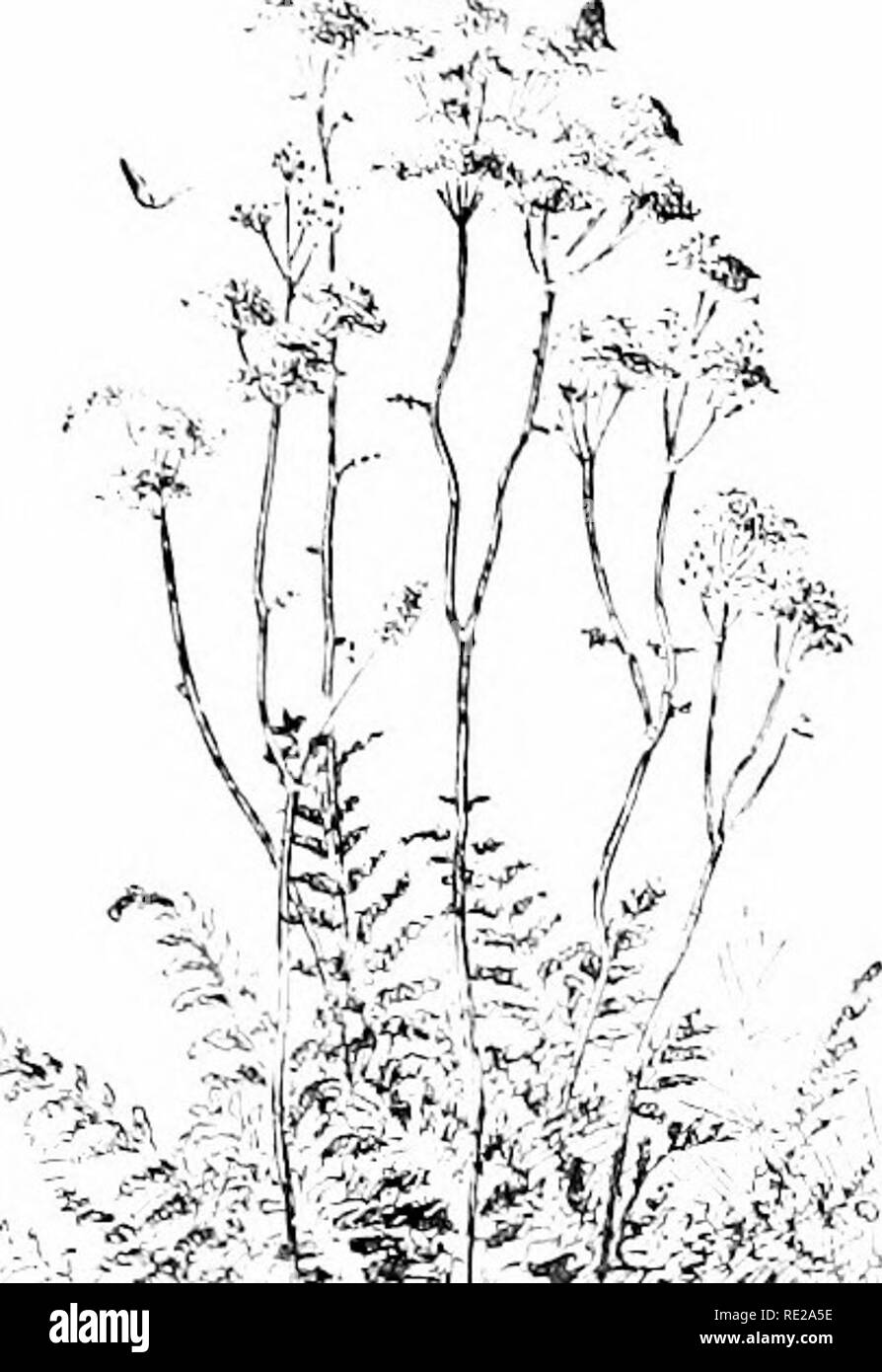 . Cyclopedia der amerikanischen Gartenbau, bestehend aus Anregungen für den Anbau von Gartenpflanzen, Beschreibungen der Arten von Obst, Gemüse, Blumen und Zierpflanzen in den Vereinigten Staaten und in Kanada verkauft, zusammen mit geographischen und Biographische Skizzen. Im Garten arbeiten. ULMARIA AA. Lft. Wenige. Thf termiiiitl oiif) inic] Ich größere ami Pal-inattlij S-J-lohed. B. in der seitlichen Lft. 3 - ^j-lobeil. 2. rtbra, Hill{SpiriTa lohdfa, Groiiov. Spinra pal-wrous: tfriuiiial Ift. Große, 7-!' - parted. mit ohloug, aoumiuate im-isely Ser- Lappen; seitlich Lft. Kleinere, o-o-Gelappt, auf tlie" Stockfoto