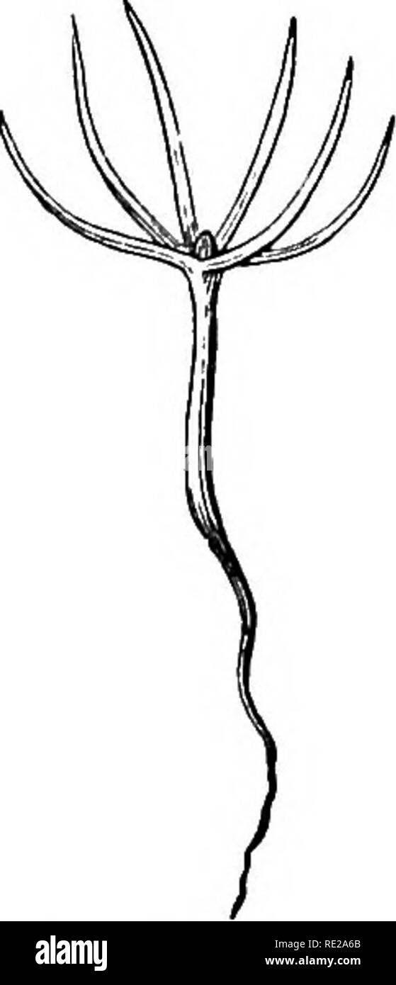 . Botanik das ganze Jahr über; ein praktisches Lehrbuch für die Schulen. Botanik. Sämlinge III eine gute Möglichkeit, die kleinen, empfindlichen Teile von Pflanzen zu untersuchen, diese zwischen zwei dünne, durchsichtige Stücke Glas zu legen und gegen das Licht halten. Auch ohne Objektiv viele peculiari-Bande der Struktur kann auf diese Weise für das Auge sichtbar gemacht werden. Statt Mais, Sämlinge von Weizen oder Hafer verwendet werden können, und wenn es die Zeit erlaubt es wäre gut, zu untersuchen und zu Kom - Die beiden Pare. 151. Organe der Vegetation. Â Diese drei Organe, Stengel, Wurzel, Blatt, sind alle, die sind notwendig, um das individuelle Leben der Pflanze. Sie sind Anruf Stockfoto