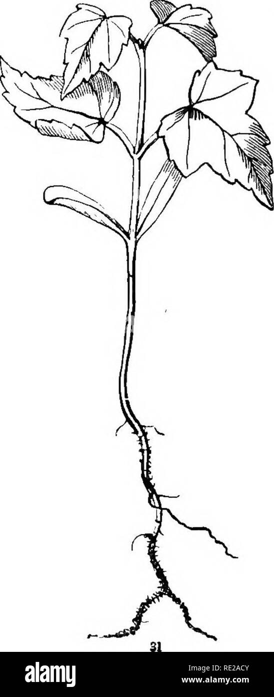 . Botanik für Jugendliche und Schulen. Wie Pflanzen wachsen, eine einfache Einführung in die Botanik. Mit einem beliebten Flora, oder eine Anordnung und Beschreibung der gemeinsamen Anlagen, Wild- und kultiviert. Botanik; Botanik. Alle früher Macht veg-etable egal genug zu bilden ein drittes Paar verlässt und auf ein drittes gemeinsames von Stammzellen anzuheben (wie in Abb. 31); und so geht es weiter, Schritt für Schritt. Diese nour - ishment im Embryo der Red-Maple Samen war vor ein paar Wochen in den Stamm der Mutter Baum, als süße Sap, das heißt, als Ahorn-Zucker. 37. Abweichungen vom Plan des Wachstum, in der Moming-Glor Stockfoto