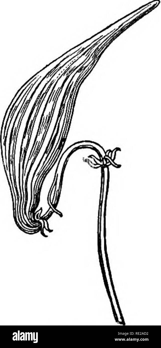 . Botanik das ganze Jahr über; ein praktisches Lehrbuch für die Schulen. Botanik. 74 Früchte. 153. - Follikel von Milch - Unkraut. Eine einzige Kapsel, die als modifizierten Blatt angesehen werden kann. Untersuchen eines dieser Hülsen und Sie finden, daß es spaltet sich eine Seite, die zu den Rändern des Blattes entspricht zusammengeführt und nach innen gedreht eine Plazenta für die Befestigung der Samen zu bilden. Diese Linie der Union ist eine Naht, aus einem lateinischen Wort mit der Bedeutung einer Naht genannt. 95. Die Samenkapsel einer Transformierten Blatt. - Die leaflike Natur der Kapsel ist sehr Evi- dent in solche Früchte wie die Follikel, der in Japan Lacke Baumstruktur {St Stockfoto