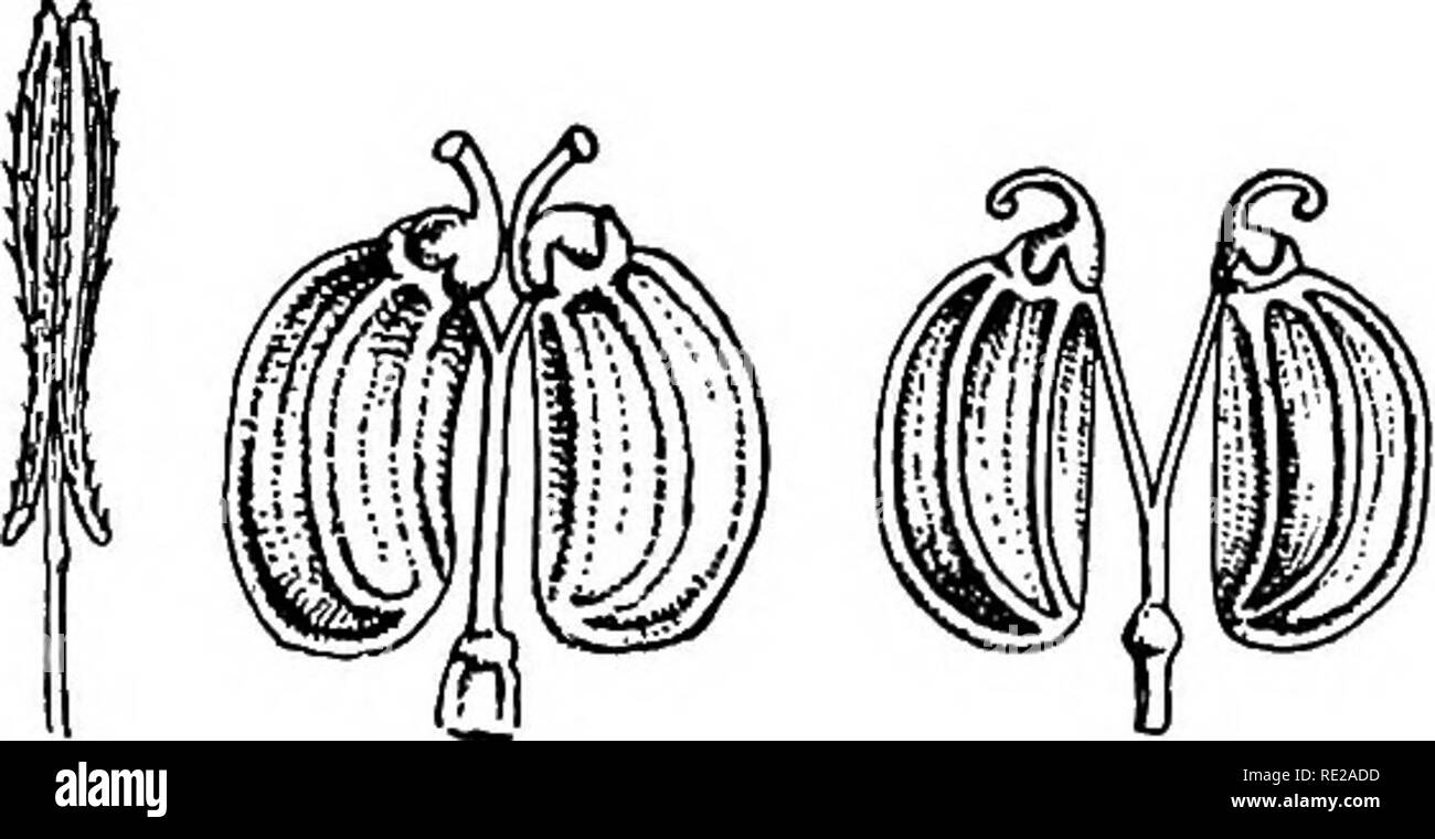 . Botanik das ganze Jahr über; ein praktisches Lehrbuch für die Schulen. Botanik. 137-142. - Achenes der zusammengesetzten Familie (Grau): 137, mayweed (keine pap-Pus); 138, Zichorie (seine pappus Eine flache Schale); 139, Sonnenblumen (pappus von zwei Laub- Skalen); 140, snee/. eweed (Echinacea), wilh seine pappus von fünf Skalen; 141, Gänsedistel, mit seinen pappus aus zarten Flaum Haare; 142, Löwenzahn, spitz zulaufend unterhalb der Pappus in einen langen Schnabel. Anschließend Laubbäume, wie in der Sonnenblume, und manchmal Insgesamt wollen, wie in der mayweed. 89. Cremocarp ist die Bezeichnung für die Frucht des Petersilie Familie gegeben. Es ist nur ein Stockfoto