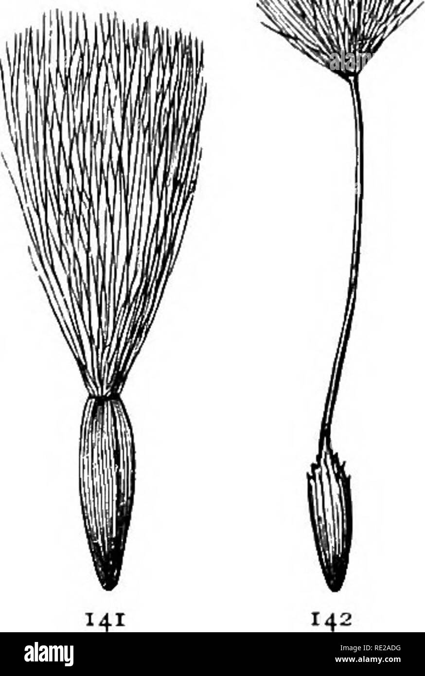 . Botanik das ganze Jahr über; ein praktisches Lehrbuch für die Schulen. Botanik. 137-142. - Achenes der zusammengesetzten Familie (Grau): 137, mayweed (keine pap-Pus); 138, Zichorie (seine pappus Eine flache Schale); 139, Sonnenblumen (pappus von zwei Laub- Skalen); 140, snee/. eweed (Echinacea), wilh seine pappus von fünf Skalen; 141, Gänsedistel, mit seinen pappus aus zarten Flaum Haare; 142, Löwenzahn, spitz zulaufend unterhalb der Pappus in einen langen Schnabel. Anschließend Laubbäume, wie in der Sonnenblume, und manchmal Insgesamt wollen, wie in der mayweed. 89. Cremocarp ist die Bezeichnung für die Frucht des Petersilie Familie gegeben. Es ist nur ein Stockfoto