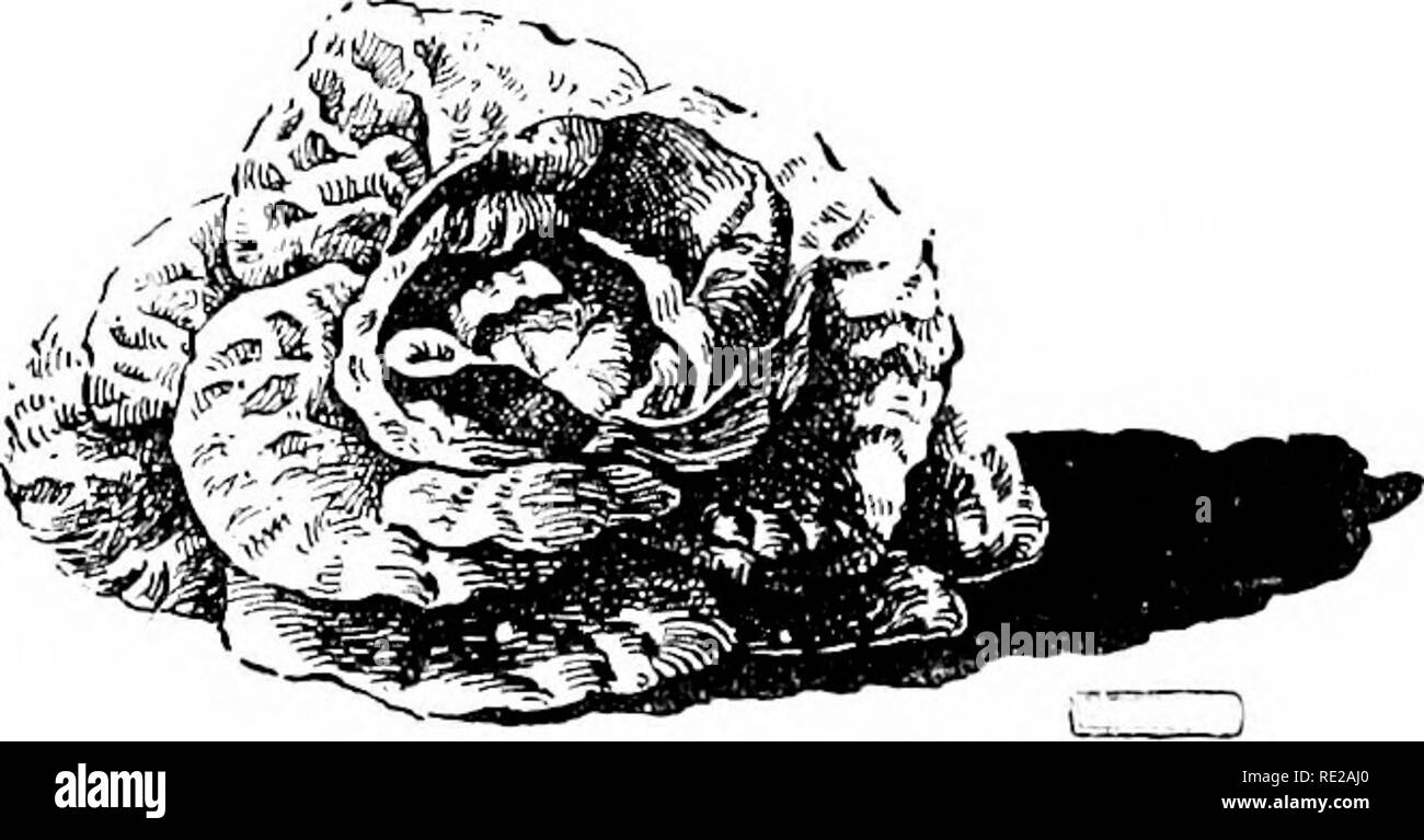 . Cyclopedia der amerikanischen Gartenbau, bestehend aus Anregungen für den Anbau von Gartenpflanzen, Beschreibungen der Arten von Obst, Gemüse, Blumen und Zierpflanzen in den Vereinigten Staaten und in Kanada verkauft, zusammen mit geographischen und Biographische Skizzen. Im Garten arbeiten. 1265. Kopfsalat Werk stürzte mit dem rot. 12 G7). Letztere sind mehr verwendet, weil leichter angebaut, aber Erstere gelten als die feineren zu sein. 1885 Goff reduziert die Arten von Salat bis 87 VA-rieties (Itn Rep. N.Y. Exp. Sta.), warf sie in drei Gruppen: (1) die Blätter rundlich orbutslightl Stockfoto