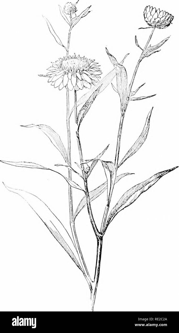 . Cyclopedia der amerikanischen Gartenbau, bestehend aus Anregungen für den Anbau von Gartenpflanzen, Beschreibungen der Arten von Obst, Gemüse, Blumen und Zierpflanzen in den Vereinigten Staaten und in Kanada verkauft, zusammen mit geographischen und Biographische Skizzen. Im Garten arbeiten. HELIANTHUS Ijroad, kurz - perluncled, Strahlen 15-25, etwa l ' Lang, auffällig. Wiesen, Iiid., III., Wis. Gn. 45: 1) 00. G. m! Sl: 204. - Eine wünschenswerte Heliiintlnis. Der Garten form //. xemipleiiiis ist besser als die Art. Kesenible, s Groß-wachsen-Ing Formen der ff rUjidiis, aber di. ek Gelb. 20. CaUf 6 rnicu 8, DC. Stamm: Ich Stockfoto