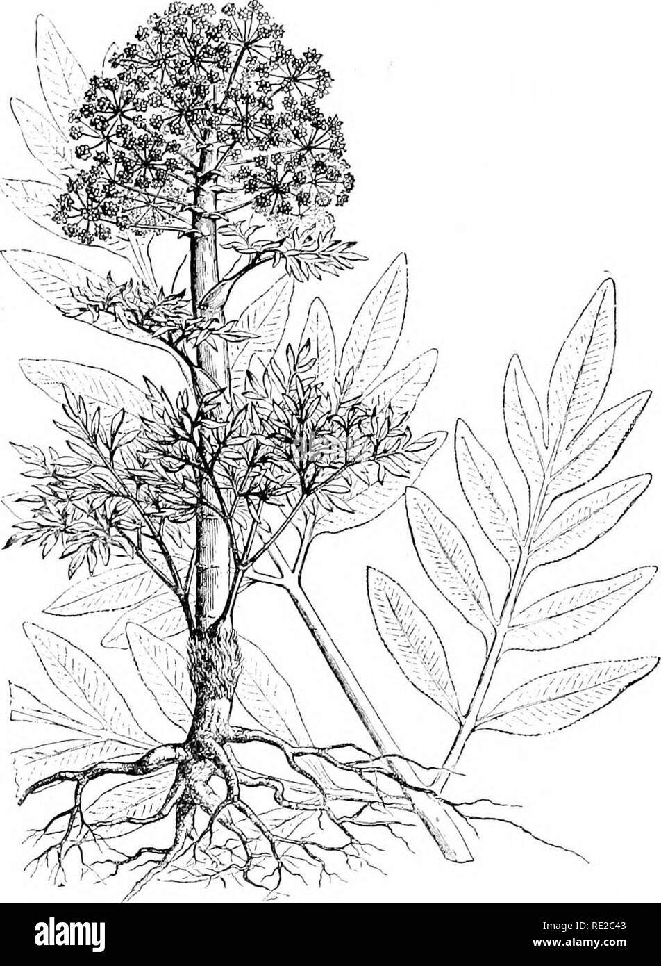 . Pflanzen und ihren Verwendungen; eine Einführung in die Botanik. Botanik; Botanik, Wirtschaftliche. Nicht-giftige Drogen 175 viel zu viel." Die entgegengesetzte Wirkung auf uns auf den gleichen Stoff wie es wirkt in größeren oder kleineren Betrag ist auch in sehr vielen Parfums dargestellt, und, wie wir. Abb. 168, I.-Asafetida Anlage (Ferula assa-fa' tida, Petersilie Familie, Uni-bellifera;). Pflanze in Blüte, und ein Teil des Blattes. (Baillon.) - mehrjährige Kraut wächst etwa 2-3 m. hoch, mit einer milchigen Saft von stinkender Geruch; Blätter bläulich grün; Blüten Hellgelb; Frucht rötlich braun. Heimat. Südwestlichen Asien. mehr voll Stockfoto