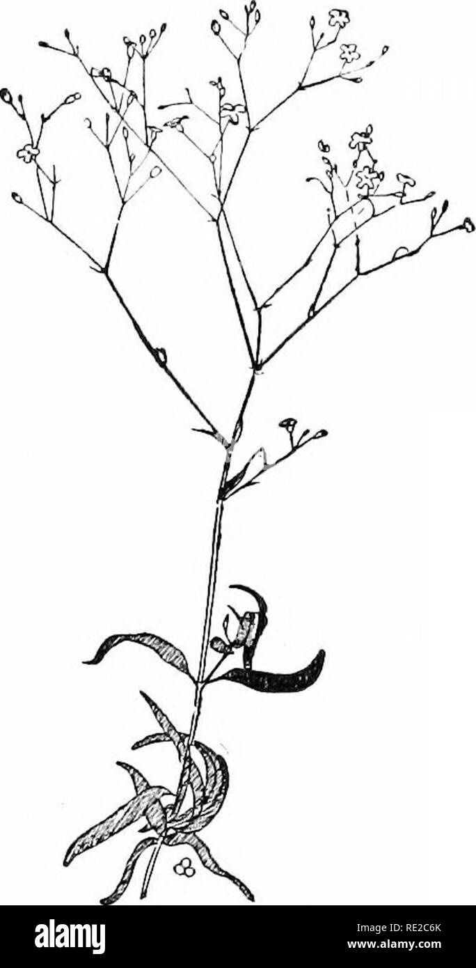 . Cyclopedia der amerikanischen Gartenbau, bestehend aus Anregungen für den Anbau von Gartenpflanzen, Beschreibungen der Arten von Obst, Gemüse, Blumen und Zierpflanzen in den Vereinigten Staaten und in Kanada verkauft, zusammen mit geographischen und Biographische Skizzen. Im Garten arbeiten. 1012. Gypsophila eleeans. Natürliche Größe. BB. Lvs. Lang: paniculita, Linn. Pflanze kahl - oder fast so. Baby's Atem. Abb. 1013. Dif-Sicherung und eher hoch wachsenden{2^ft.), Forking: lvs. lin-ear-Lanzettlichen, das größte 3 in. lange, sondern immer in Richtung der Blütenstand kleiner, Spitzen: Fls. weiß, sehr Stockfoto