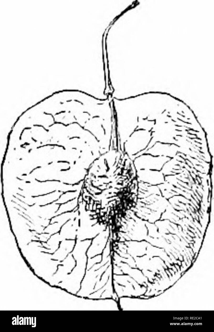 . Cyclopedia der amerikanischen Gartenbau, bestehend aus Anregungen für den Anbau von Gartenpflanzen, Beschreibungen der Arten von Obst, Gemüse, Blumen und Zierpflanzen in den Vereinigten Staaten und in Kanada verkauft, zusammen mit geographischen und Biographische Skizzen. Im Garten arbeiten. ^^53" S^2288. Natürliche Bepflanzung oder Ahorn Samen. S. Brafiiill. otiered durch KreI; Lt, n?, T-L-in, rl "m, Hnlland, erscheint nicht recoenized werden hv Botaniker.-- S'. Calahricitm ist ein najne gegeben withont Beschreibung zu einem italienischen Arten, whir-h ist nach wie vor durch Krelage angeboten.-; S. cUhlle, Watson, einem amerikanischen Arten, war offe Stockfoto