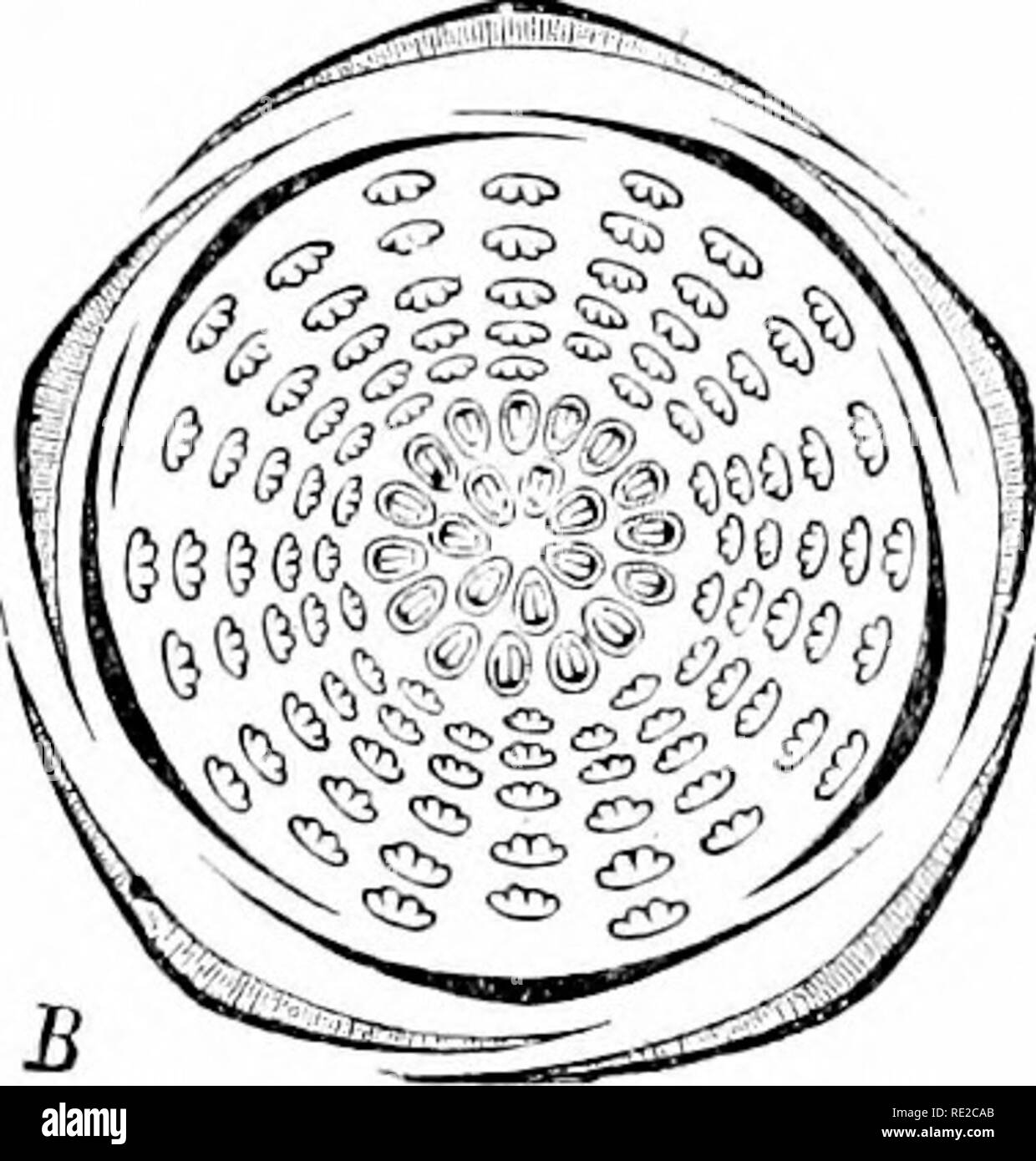 . Pflanzen und ihren Verwendungen; eine Einführung in die Botanik. Botanik; Botanik, Wirtschaftliche. Abb. 14 S, III.âÂ" Scotch Kosc (UO-^a â â': pn/i).-: Ich, SSI/Na. Rose Familie, Rosacea;). A, blühenden Zweig. B, floral diugraiu. C, Blume, Schnitt vertikal. D, Griffel, fruchtknoten Aufschneiden zu den einzelnen o-Tile innerhalb zeigen. Â £ J, Obst gesamte. F, gleichen, vertikal geschnitten, der nutlets durch die Fleischigen urn eingeschlossen - wie Ausbau der Blume - Stiel, der die anderen floralen Teile rund um den Rand trägt zu zeigen. (Baillon.) âShrub ca. 1 m hoch, sehr stachelig; Blumen rosa, weiß, oder j^ ellowiwh; Frucht schwarz. Heimat. Eurasien. Obwohl Stockfoto