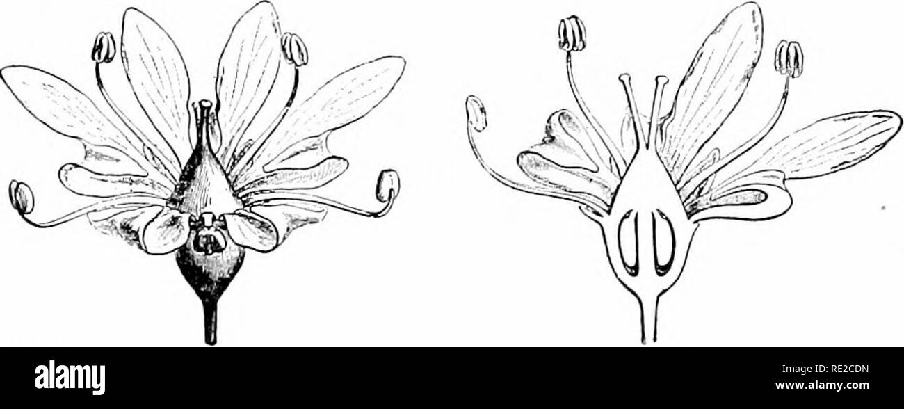 . Pflanzen und ihren Verwendungen; eine Einführung in die Botanik. Botanik; Botanik, Wirtschaftliche. Abb. 142.- (lUicium anisatum Sternanis. Magnolia Familie, Magnoliaceie). D, Blume. C, Obst. B, a Pod mit Saatgut eut Vertikal, zeigt seine at-Tachment an Achse (a), dass der Samen in die Hülse (H), und an die Stelle der Minute Embryo {m) in der reichlichen Samen - Essen. (Prantl.) - EIN, Strauchigen Baum 6-8 m hoch; Blätter immergrün, lederartige, bestreut mit volatilen Öl- Drüsen; Blumen schreien (j; Wünsche; Frucht rötlich braun. Heimat, China und Japan. Abb. 143, I.-Koriander (Coriandrum Sativum. Petersilie Familie, Umbellif-crw). Blume Stockfoto