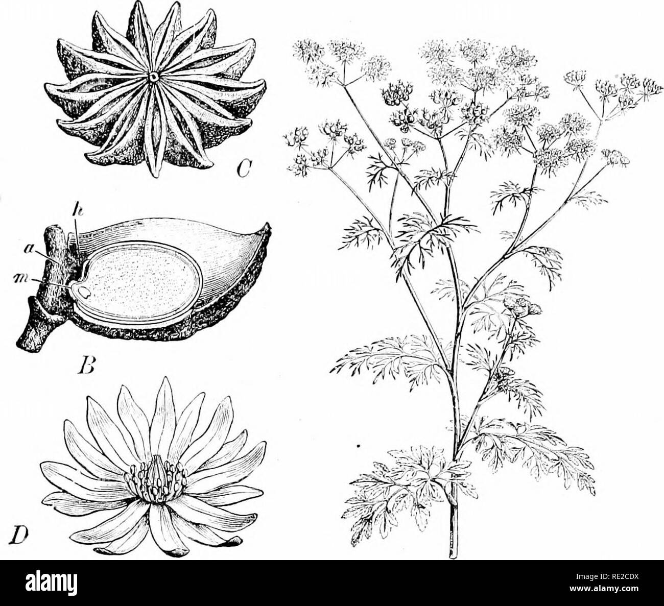 . Pflanzen und ihren Verwendungen; eine Einführung in die Botanik. Botanik; Botanik, Wirtschaftliche. FLAVORINC; Pflanzen 143. Abb. 142.- (lUicium anisatum Sternanis. Magnolia Familie, Magnoliaceie). D, Blume. C, Obst. B, a Pod mit Saatgut eut Vertikal, zeigt seine at-Tachment an Achse (a), dass der Samen in die Hülse (H), und an die Stelle der Minute Embryo {m) in der reichlichen Samen - Essen. (Prantl.) - EIN, Strauchigen Baum 6-8 m hoch; Blätter immergrün, lederartige, bestreut mit volatilen Öl- Drüsen; Blumen schreien (j; Wünsche; Frucht rötlich braun. Heimat, China und Japan. Abb. 143, I.-Koriander (Coriandrum Sativum. Petersilie Familie, Stockfoto