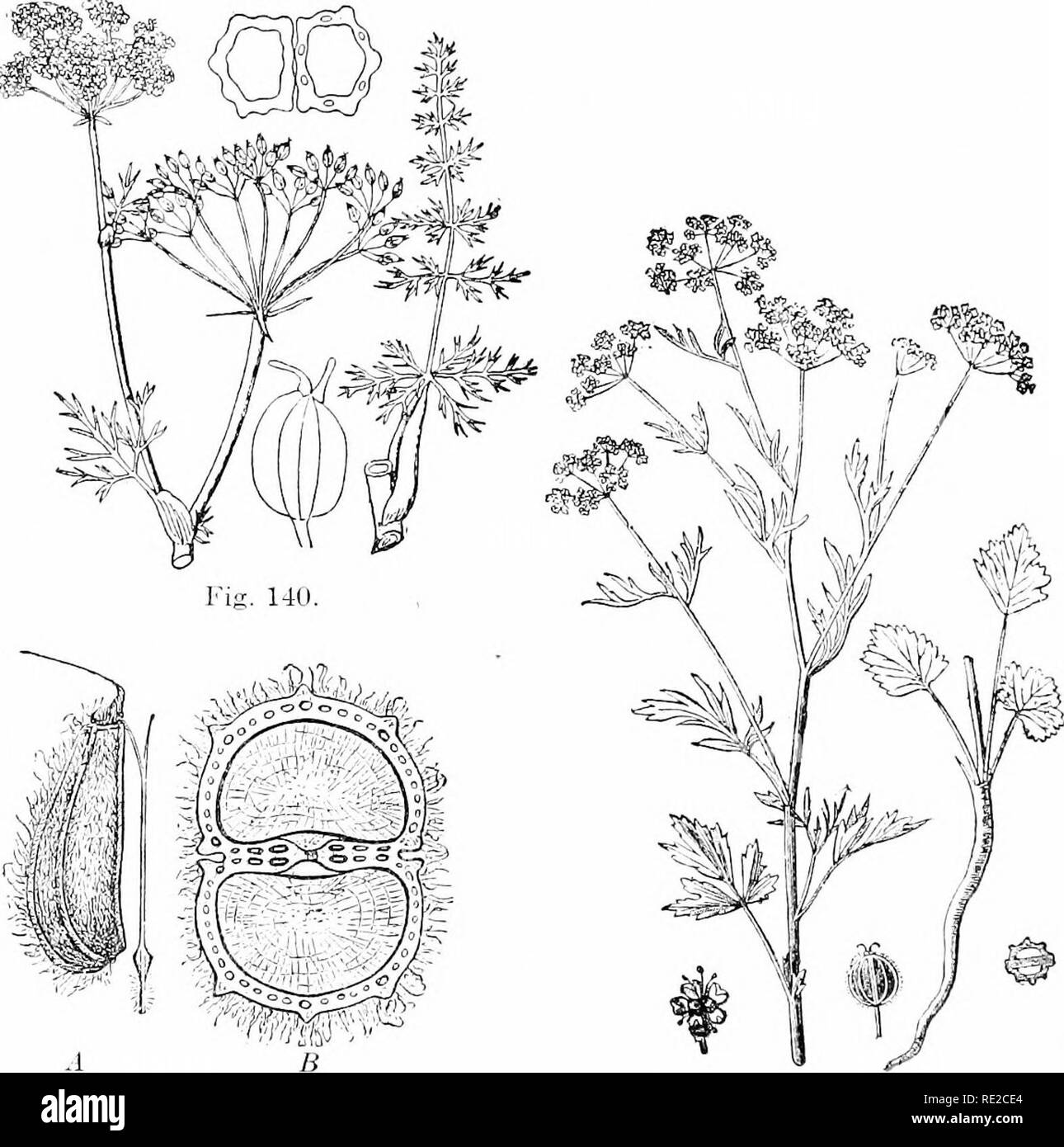 . Pflanzen und ihren Verwendungen; eine Einführung in die Botanik. Botanik; Botanik, Wirtschaftliche. 142 Aroma und BEVERACiE Pflanzen. Abb. 141, II Abb. 141, I. Abb. 140. âCaraway {Carmn Carui, Petersilie Familie, UfnhcUifcr (T). Blüten- und Fruchtbildung top, reduziert. Blatt zeigt breites Anbaugerät an den Stamm. Obst, yide, vergrößert. Gleichen, über Schnitt, zeigen sechs ^ - ^&gt; Iatile Öl- Röhrchen in die Hälfte. (Eritton und Braun.) Zweijährige oder j âA) erenniai herb, aromatisch, immer 30 bis 60 cm hoch; Blätter glatte, weiße Blumen, Obst bräunlich. Heimat, Europa. Abb. 141, I. âAnifse (Pitiipi/irlla Ain'fiuni, Petersilie Stockfoto
