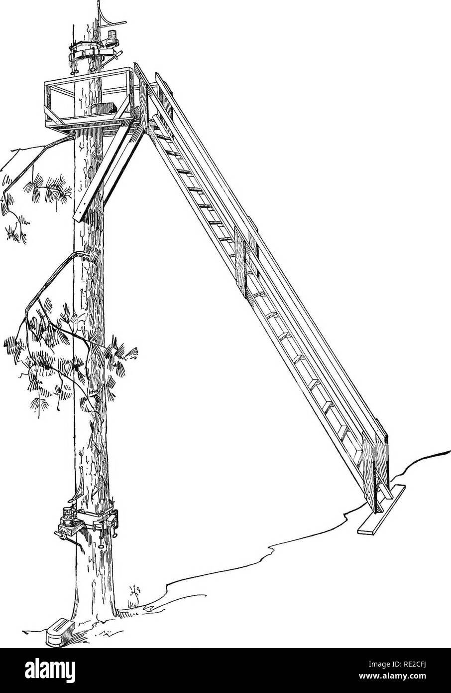 . Wachstum in den Bäumen. Wachstum (Pflanzen); Bäume. 24 WACHSTUM DER BÄUME. FiQ. 4.-Monterey Pinien Nr. 1, mit dendrographa in der Nähe der Boden und in einer Höhe von 9 Metern befestigt. Bitte beachten Sie, dass diese Bilder sind von der gescannten Seite Bilder, die digital für die Lesbarkeit verbessert haben mögen - Färbung und Aussehen dieser Abbildungen können nicht perfekt dem Original ähneln. extrahiert. MacDougal, Daniel Trembly, 1865-1958. Washington, der Carnegie Institution in Washington Stockfoto