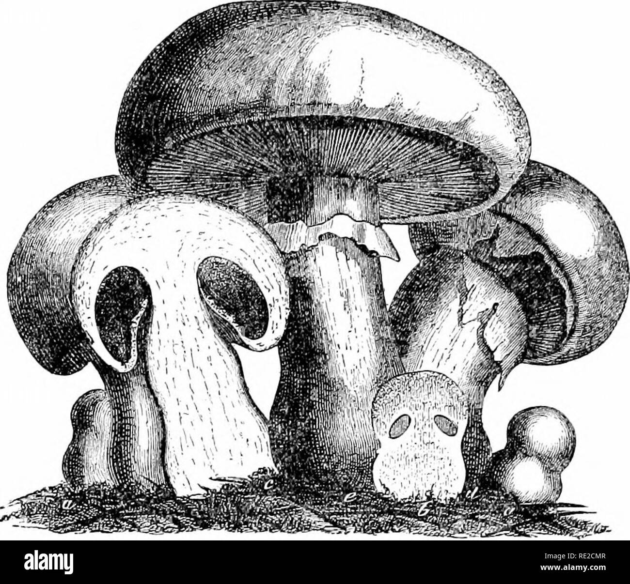 . Pflanzen und ihren Verwendungen; eine Einführung in die Botanik. Botanik; Botanik, Wirtschaftliche. Pflanzliche Lebensmittel allgemein 113. Fio. 119.-luld Pilz {A'jaiiiii^ annpeslris. Gill - Pilz Familie, Agaricacea). Obst - bodios, natürliche Größe, in verschiedenen Stadien des Wachstums, ein, "Button", in der die Regionen des Stiels und Kappe sind nur Dis-tinguishable; 6, einem etwas späteren Zeitpunkt, vertikal schneiden die "Kiemen" nur erscheinen unterhalb der Kappe zu zeigen; c, einem noch späteren Zeitpunkt, ähnlich geschnitten, in der die Kiemen jetzt voll ausgebildet sind noch unten durch die MEMBRANÖSE "Schleier" geschützt; d, Phase, in der Stockfoto