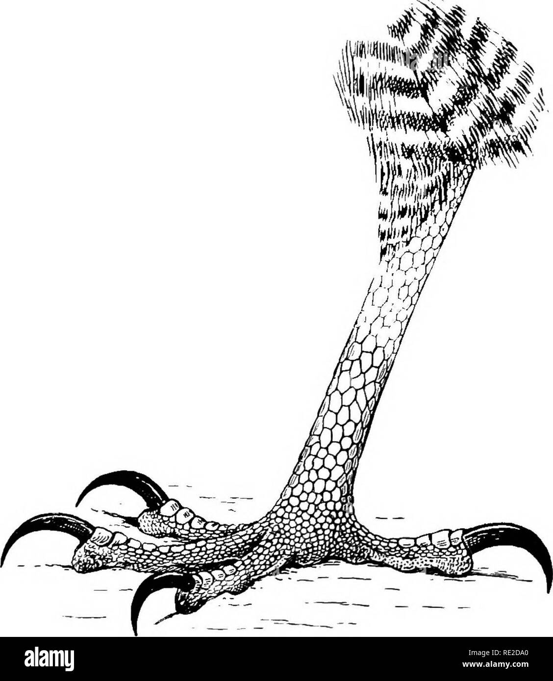 . Die Vögel von Südafrika. Vögel. 380 FALCONID^ POLYBOEOIDES 554. Polyboroides typicus. Harrier Hatvk. Polyboroides typicus, Smith, S. Afr. Quart. Journ. I, S. 107 (1830); Id. Illus. Zool. 8. Afr. Aves, pis. 81, 82 (1843); S. L. Sclater, S. Z 8. 1863, S. 162; Layard, B.S., Afr. s. 32 (1867); Gurney, Ibis, 1868, S. 146; Kleie, Kat. B.M. I, S. 48 (1874); Id's Ed Layard B.S.4/?-s. 9,795 (1875-84); Gunii'y, Ibis, 1875, S. 221; Butler, FeiUen,. Abb. 131. - Fuß Polyboroides typicus. x|. und Beid, Zool. 1882, S. 128 [Newcastle]; Floh, Journ. Ornith. 1894, S. 292 [Gt. Namaqualand]; Shel Stockfoto