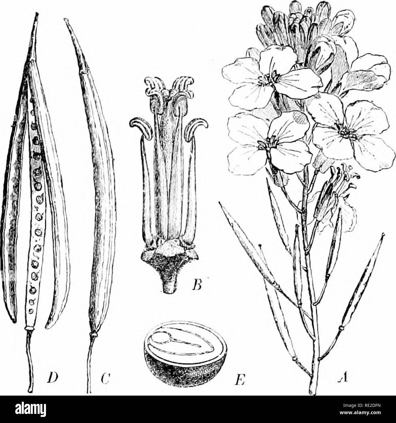 . Pflanzen und ihren Verwendungen; eine Einführung in die Botanik. Botanik; Botanik, Wirtschaftliche. Kräuter-Gemüse 67. Grippe. 64.- Wilde Kale. ^1, Blume Cluster. B, Blume mit eorolla oalyx und entfernt die Staubgefäße und Stempel zu zeigen. C, Obst. D, die gleichen Split-ting öffnen und die Samen. E. Samen auf die Gefalteten Teile der Keim innerhalb der Samen show-Mantel. (Baillon.) mehr gefürchtet. Wie tliese Gemüsesaft. s pos. se. s.s kaum Nährwert, der die oben genannten Fakten zeigen eindeutig, dass spezielle Salze in die Säfte aufgelöst haben eine wichtige, die unseren Körper in gesundem Zustand. Das diff Stockfoto