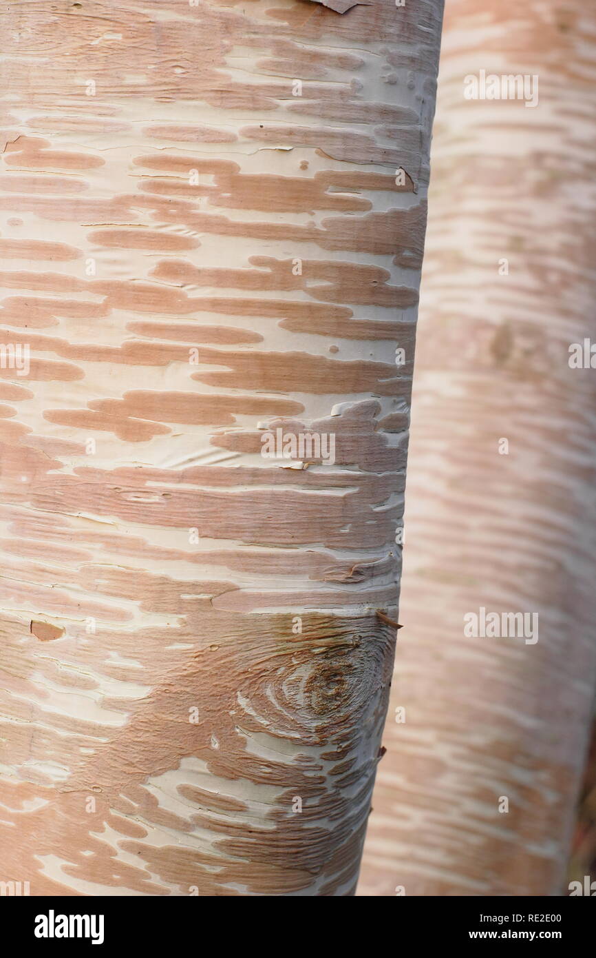Cremig weiss und rosa Rinde von Betula costata' Grayswood Hill" Birke im Winter, UK. Auch Erman's Birke genannt. Stockfoto