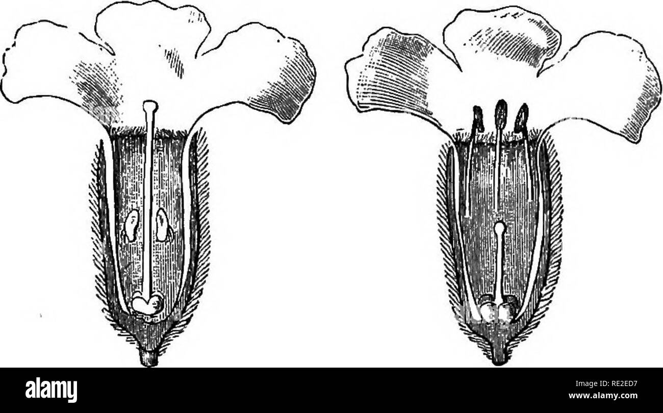 . Die verschiedenen Formen von Blumen auf Pflanzen der gleichen Art. Pflanzen; Düngung von Pflanzen. (Dhap, m. PTJLMOKAEIA ANGUSTIFOLIA. 105 Übereinstimmung mit anderen wichtigen funktionellen Unterschiede zwischen ihnen "sofort beschrieben werden. Die lange gestaltete und kurze gestylte Blüten von S. Angus - tifolia unterscheiden sich in ihrer Struktur in fast der gleichen Weise wie die von S. offieinalis. Aber in der beigefügten Abbildung eine leichte Wölbung des Corolla Abb. 6.. Lange-styled Form. Kurze gestylte foiin. POLMONABIA ANQUSTIFOLIA. Auf lange-styled Form, wo die Antheren sitzen, wurde übersehen. Meine Stockfoto