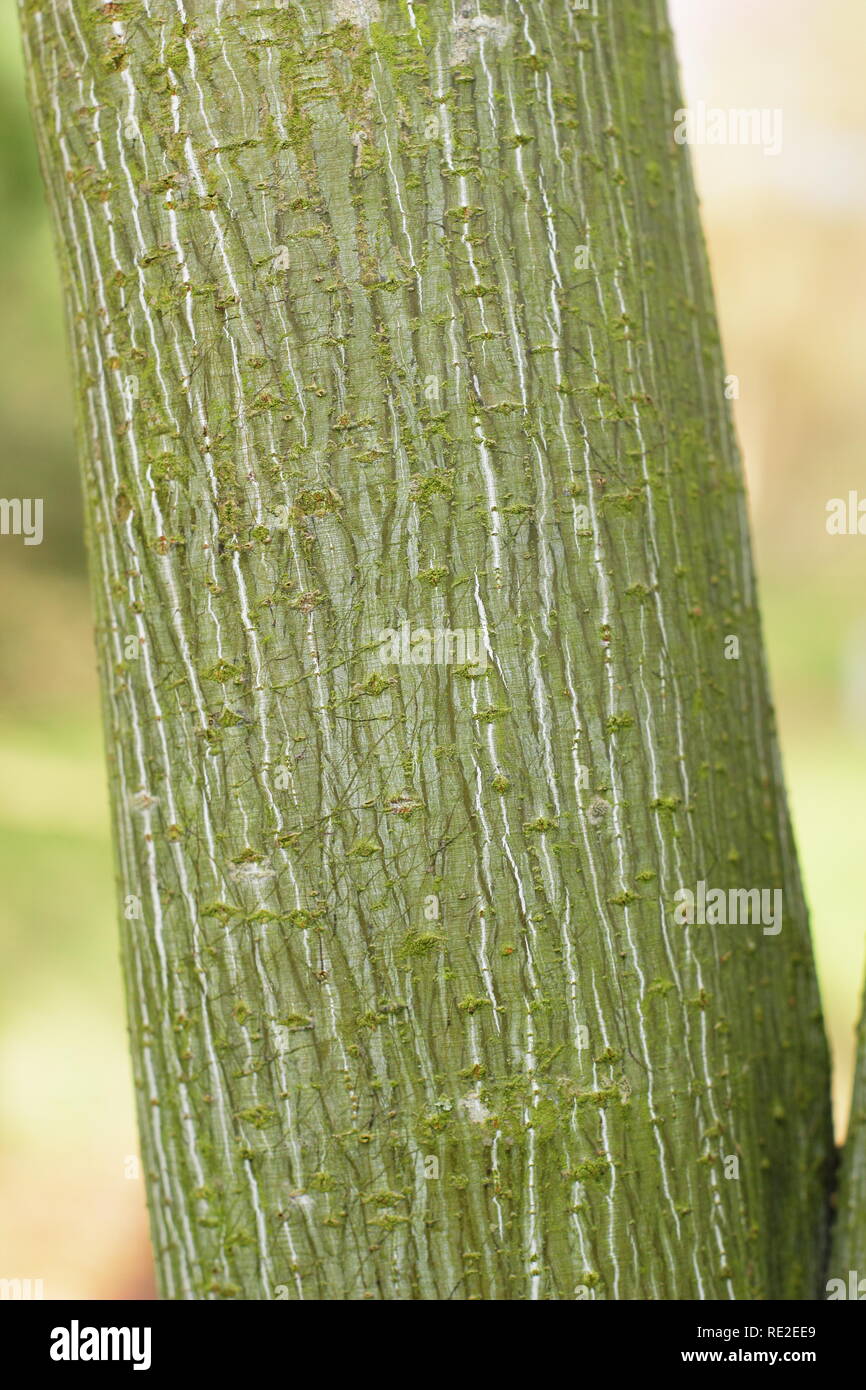 Acer tegmentosum 'Joe Witt". Gestreifte Rinde von snakebark Maple" Joe Witt' im Winter, Großbritannien Stockfoto