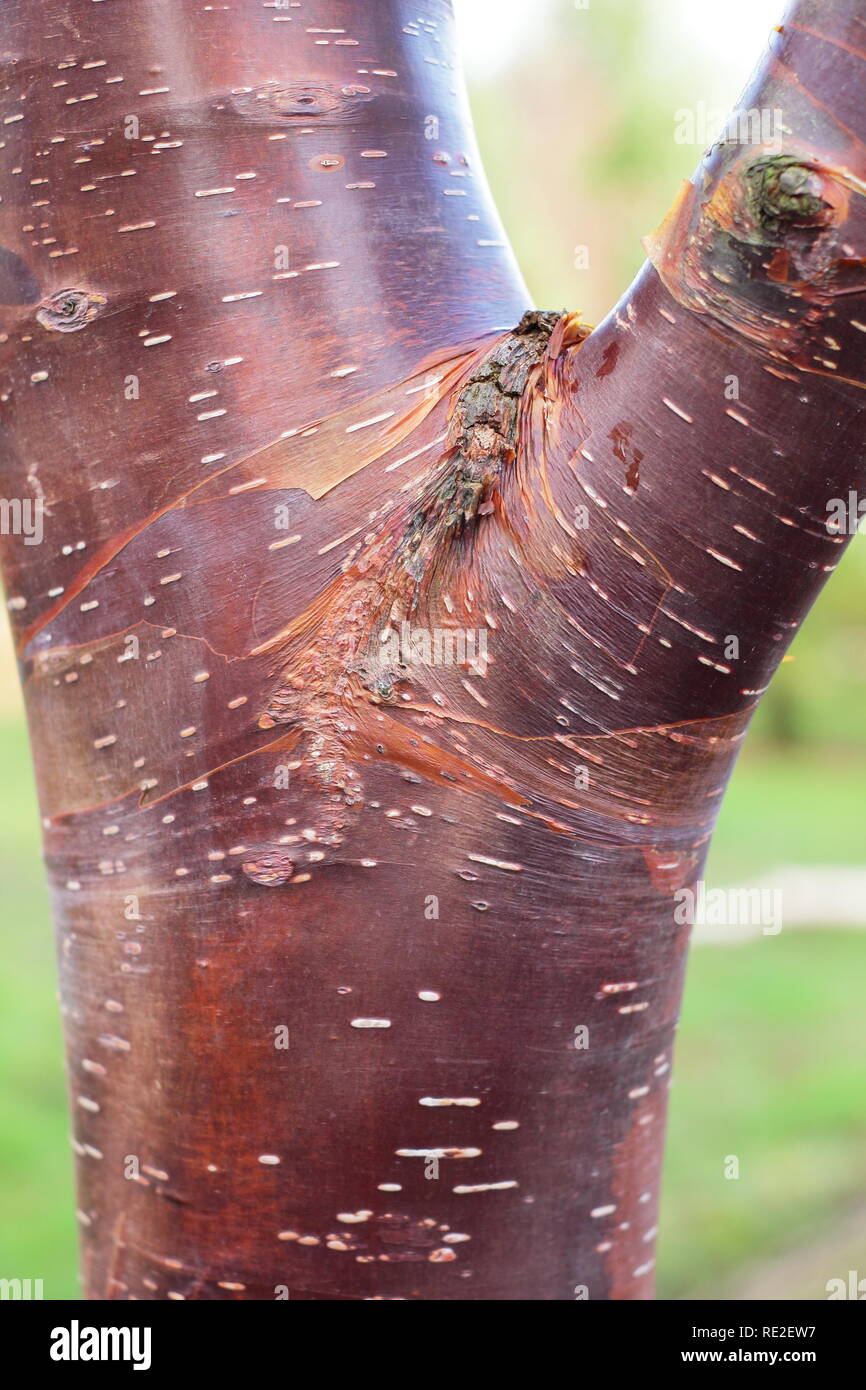 Betula utilis' Wakehurst Place Schokolade" Birke Baumrinde im Winter, Großbritannien Stockfoto