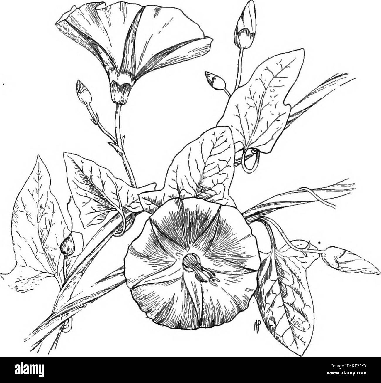 . Grundlagen der Botanik. Botanik. Samen tragenden Pflanzen 479 421. Mint-Familie - (Labiatae). - Die Familie ist durch ein Quadrat ergeben, gegenüber Blätter charakterisiert, eine röhrenförmige Kelch, verursacht durch das Zusammenwachsen der fünf Kelchblättern, eine stark modifizierte Corolla mit zwei Lippen oder Schamlippen (singular Schamlippen, woher der Name), und verlässt mit vielen. Abb. 363,- Bindweed {Convolvulus arvensis). kleine Drüsen, die ein flüchtiges Öl, das die char-acteristic Geruch und Geschmack Alle Pflanzen der Familie bietet absondern. Die obere Lippe ergibt sich aus der Fusion von zwei Blütenblätter, die untere Lippe durch die Fusion von drei. Ev Stockfoto