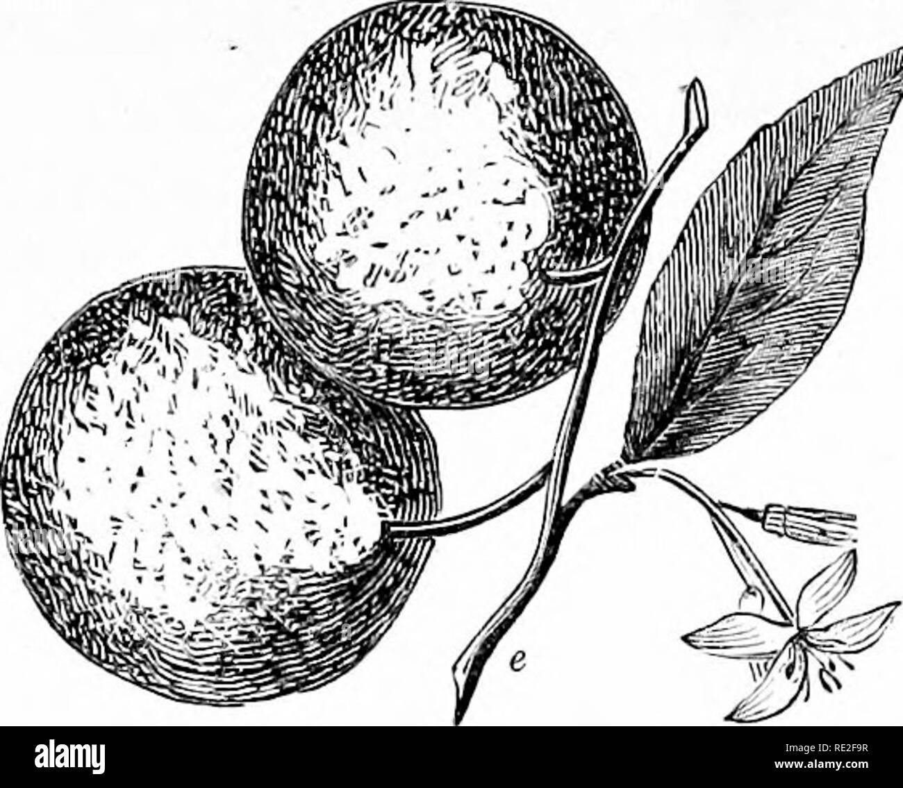 . Die American Home Garten. Die Grundsätze und Regeln für die Kultur von Gemüse, Obst, Blumen und Sträucher. Die kurze Hinweise auf die landwirtschaftlichen Kulturpflanzen hinzugefügt, mit einem Tisch Ihrer durchschnittlichen Produkt- und chemische Bestandteile. Im Garten arbeiten. AMERICAN HOME GARTEN. 3G3. ange ist für makino bewertet; Marmelade. Der essen - Arten, die St. Micha-el, obwohl klein, ist besonders für seine herrliche Süße geschätzt. Es ist auch eine süße Zitrone in Italien, das ähnelt einem Zweitklassigen orange gewachsen. Die Zitrone ist der bekannte feine Säure Frucht der e. fchaddock. Handel. Der Kalk ist ein kleiner und etwas Stockfoto