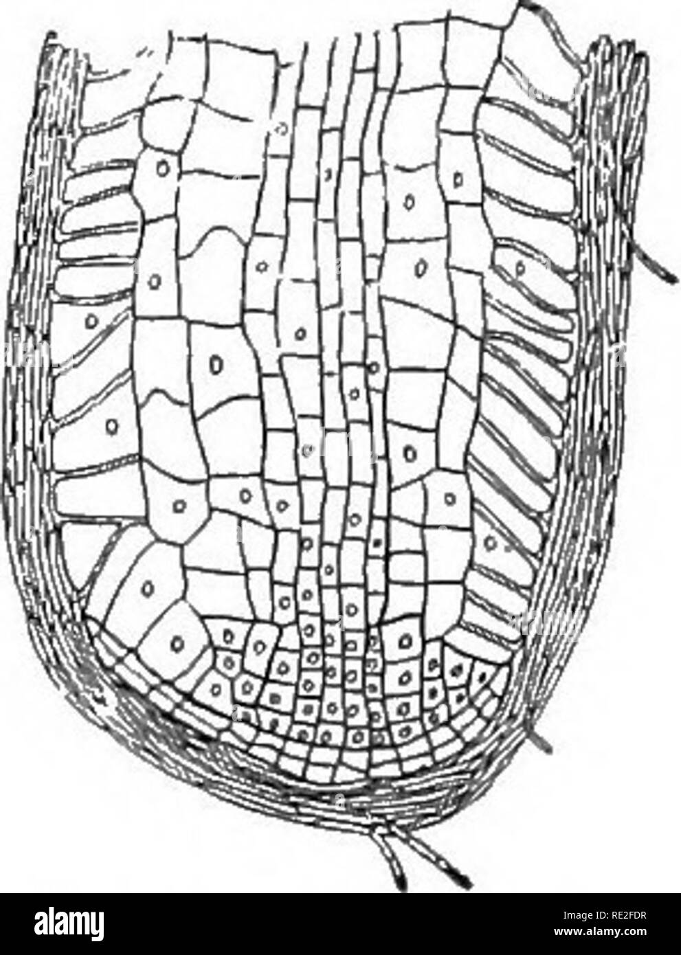 . Grundlagen der Botanik. Botanik. Abb. 244.- Ectotrophic micorhizas. Auf der linken Seite, mlcorhizal Mantel auf Wurzel von Hickory {Carya ovata), im Querschnitt; am Recht, root-tip einer Eiche (Quercus), durch Pilz Mantel bedeckt. (Nach W. B. McDougall.) Der myzelien entweder ein Mantel oder Jacke oder nahe an der Oberfläche der jungen Wurzeln Form {ectotrophic, Abb. 244), oder Sie durch die Zelle eindringen - Wände in die Zelle - Hohlräume {endotrophic, Abb. 245). Den letzten sorgfältigen Studien scheinen zu zeigen, dass die ectotrophic Mykorrhizen, gemeinsame auf die Wurzeln vieler Arten von Bäumen (Hickory, Eichen, Birken, Zucker - Ahorn, Lärche, Stockfoto