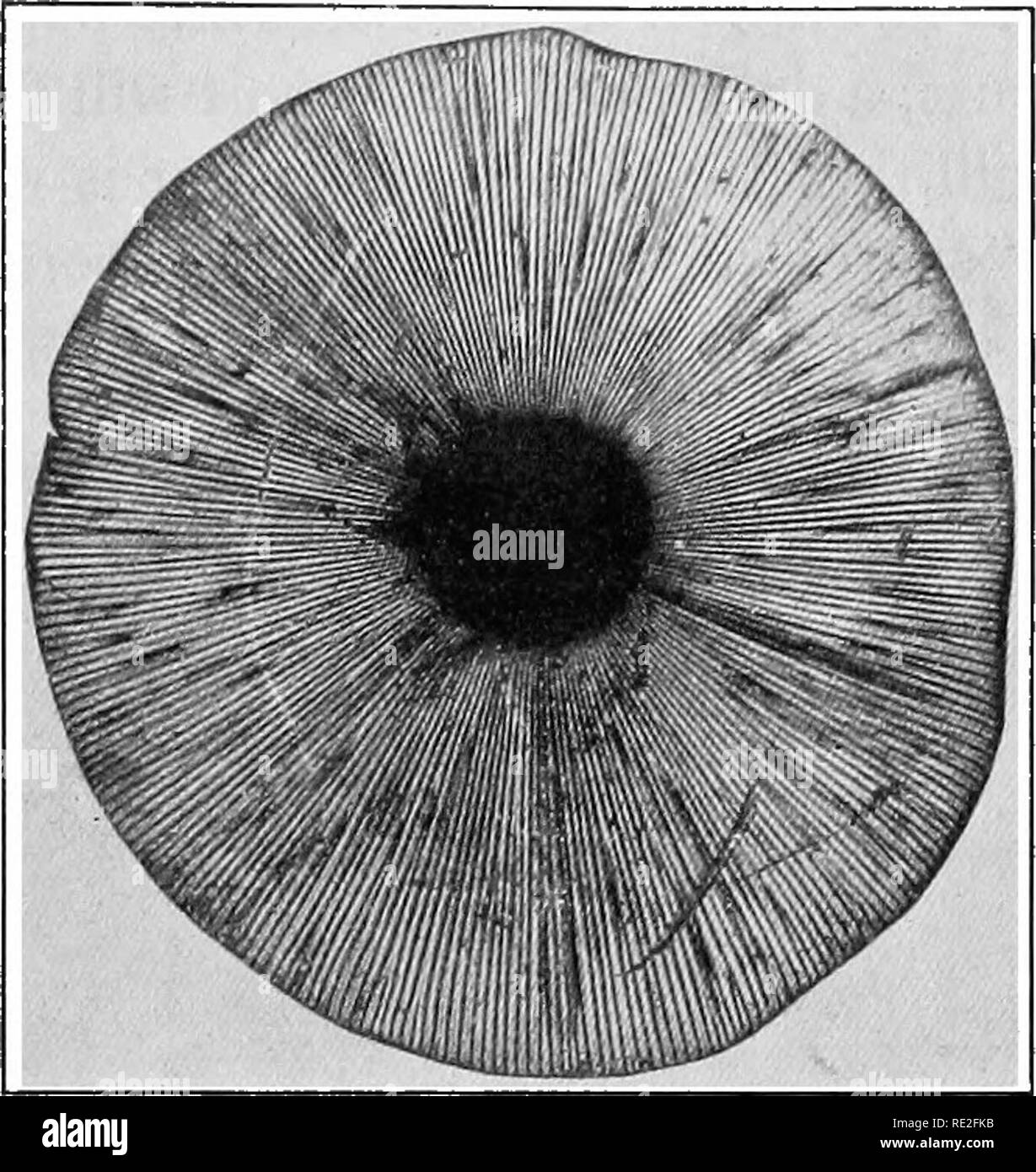 . Grundlagen der Botanik. Botanik. Lebensgeschichten von Pilzen 279. Abb. 202.- Spore - Drucken der Fly agaric {Amanita muscaria L.). Die spore-Druck wird durch Festlegung der pUeus gemacht, Kiemen nach unten auf ein Blatt schwarzes Papier. Die weißen Sporen fallen auf das Papier, auf das gedruckt wird. (Foto von W. A. Murrill.). Bitte beachten Sie, dass diese Bilder sind von der gescannten Seite Bilder, die digital für die Lesbarkeit verbessert haben mögen - Färbung und Aussehen dieser Abbildungen können nicht perfekt dem Original ähneln. extrahiert. Gager, C. Stuart (Charles Stuart), 1872-1943. Philadelphia, S. Blakiston's Sohn & bin Stockfoto