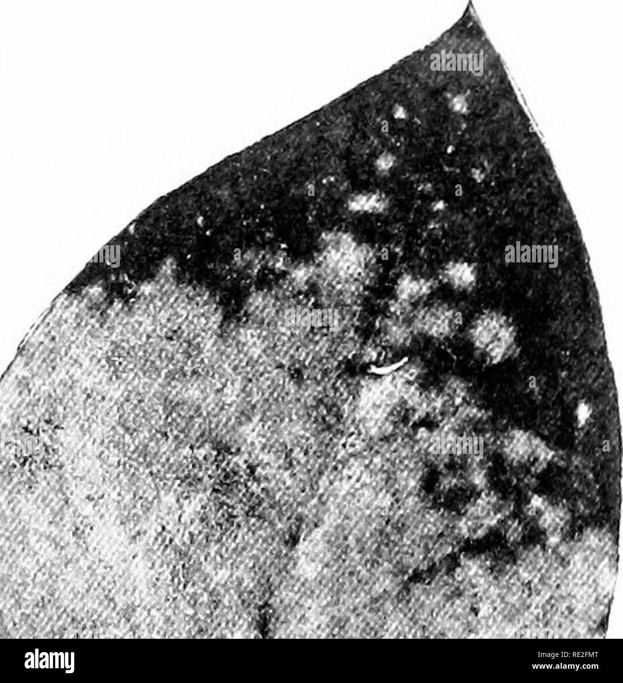 . Grundlagen der Botanik. Botanik. 268 STEUCTURE UND LEBENSGESCHICHTEN ein SAC-Pilz (MICRO SEHiERA) 260. Lebensraum und Struktur. - Der Pilz, Micro-sphcera, gefunden, die auf die Blätter der Flieder, und wird häufig "Mehltau" bezeichnet. Der my-. Bitte beachten Sie, dass diese Bilder sind von der gescannten Seite Bilder, die digital für die Lesbarkeit verbessert haben mögen - Färbung und Aussehen dieser Abbildungen können nicht perfekt dem Original ähneln. extrahiert. Gager, C. Stuart (Charles Stuart), 1872-1943. Philadelphia, S. Blakiston's Sohn &Amp; Co. Stockfoto