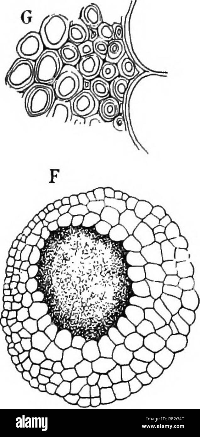 . Grundlagen der Botanik. Botanik. Abb. 140.- Sphagnum cymbifolium, Ehirb. A, B, C, Zellen von einer jungen Blatt, X über 300; D, Zellen aus einer ausgewachsenen Blatt; E, Abschnitt eines ähnlichen Blatt; F, Querschnitt eines alten Stammes, in dem die Dicke, große celled, Cortex, X über 25; G, Sderenchyma Zellen aus dem zentralen Teil der Stammzellen, X über 300. (Nach Campbell.). Bitte beachten Sie, dass diese Bilder sind von der gescannten Seite Bilder, die digital für die Lesbarkeit verbessert haben mögen - Färbung und Aussehen dieser Abbildungen können nicht perfekt dem Original ähneln. extrahiert. Gager, C. Stuart (Char Stockfoto