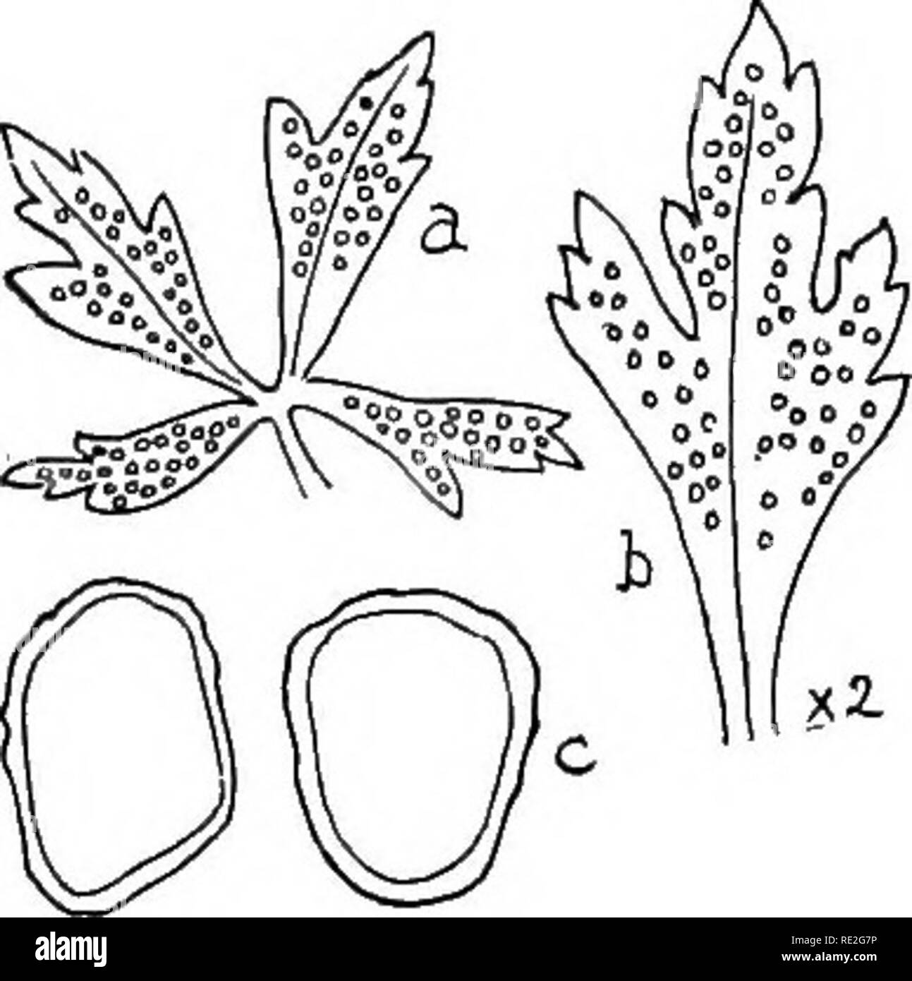 . Die britische Rostpilze (uredinales) ihre Biologie und Klassifizierung. Rostpilze. 330 OCHROPSORA^ cidiospores. ^ cidia recht regelmäßig über die untere Oberfläche der Blätter verteilt, nicht sehr voll, kurz zylindrischen, weiß, mit zerrissenen Drehgelenke Marge; Sporen unregelmäßig länglich, farblos, dünnwandig, sehr fein verruculose, 18 - 30 X 15 - 21/J.. [Uredospores. Sori hypophyllous, Klein, rundlich, zerstreut, nicht mehr als ein mm Durchm.; Spore-Masse grau-ish oder gelblich-weiß, suiTounded durch einen Kreis von paraphyses, die eine Art von peridium, aber ihre oberen Enden, wenn sie reif sind, fre Stockfoto