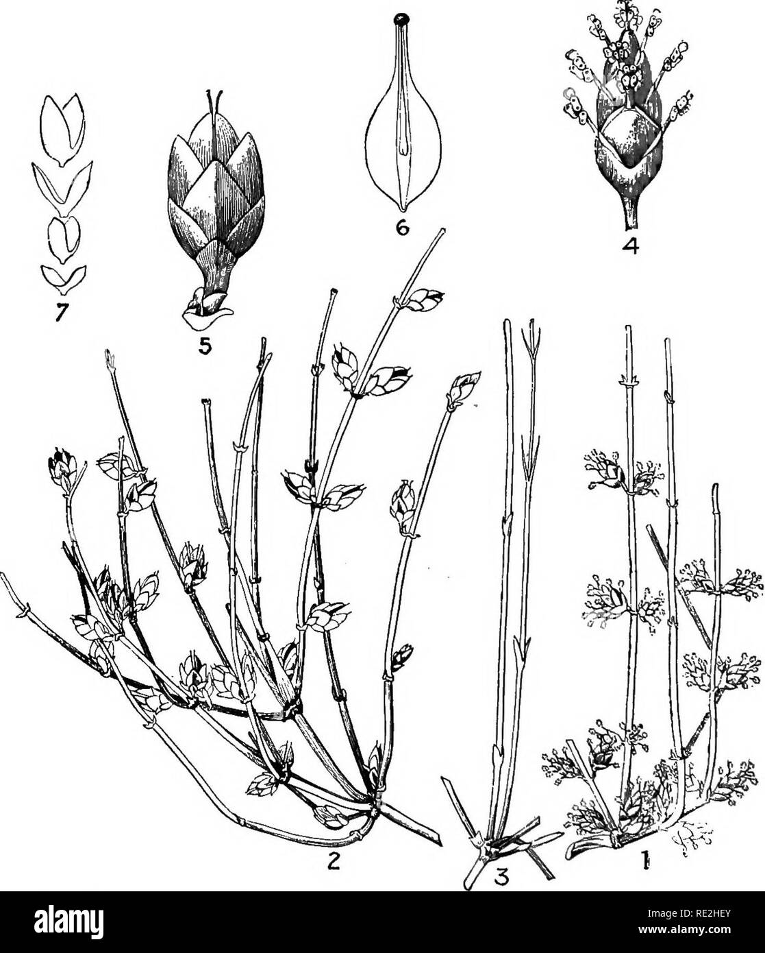 . Morphologie der spermatophyten. [Teil I Gymnosperms]. Gymnosperms; Pflanze Morphologie. 114 MORPHOLOGIE OP SPERMATOPHYTEN Tumboa ist eine bemerkenswerte monotypische Gattung. Wie beschrieben und von Hooker/Der Körper hat die Form eines gigantischen Rettich, das sich wenig über die Oberfläche der Erde stellte, und deren Krone ist manchmal 3,5 bis 4,5 Meter im Umfang. Abb. 8 S. - Ephedra anUsypMlitica: 1, staminate Zweigniederlassungen; 2, ovulate Branchen; S, steril branchea; 4, staminate Strobilus; 5, ovulate Strobilus; 6, Längsschnitt von Saatgut; 7, hüllblätter der Eisprung strobilus.- Nach Watson. Die breite Spitze ist Stockfoto