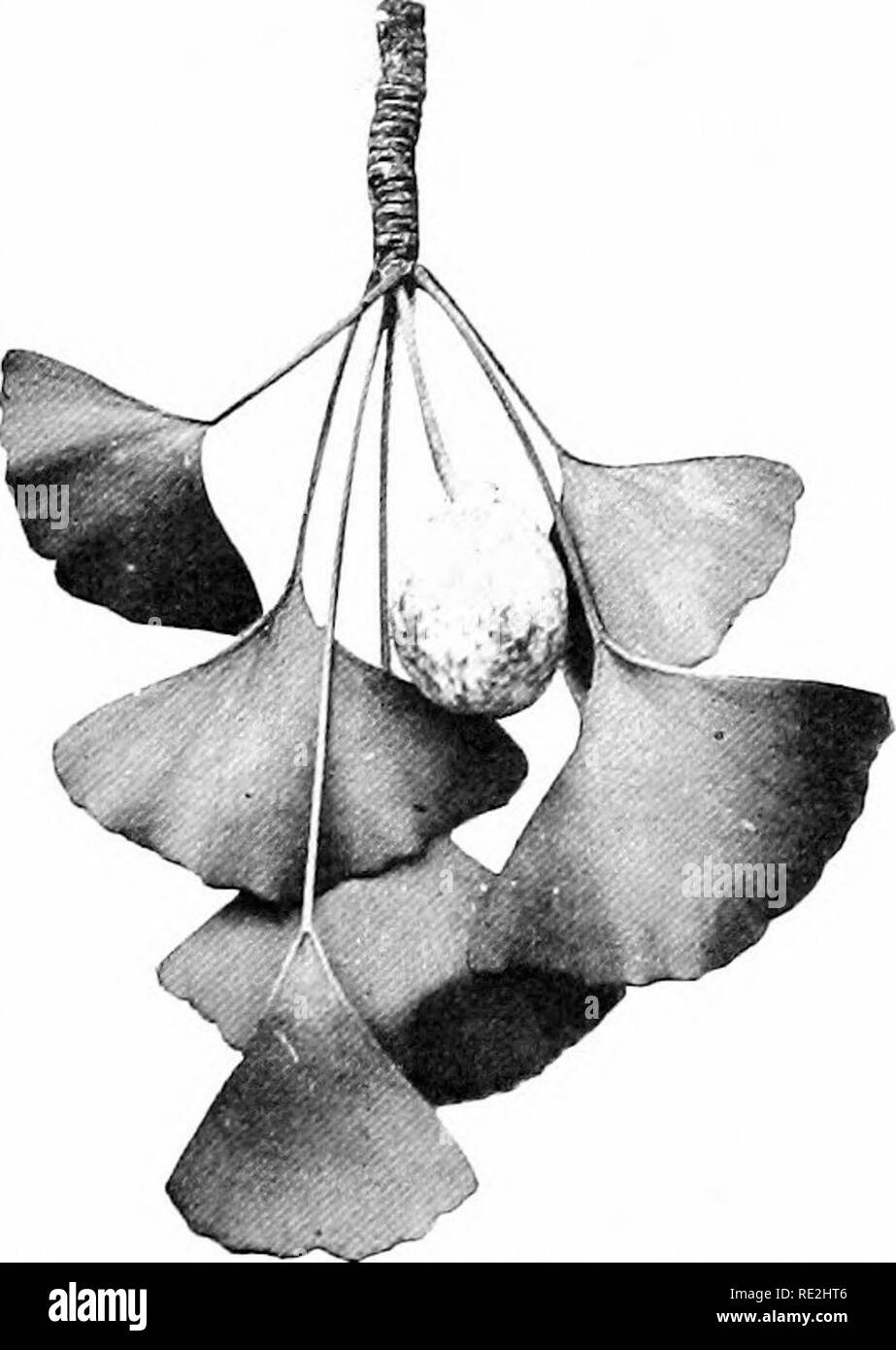 . Morphologie der spermatophyten. [Teil I Gymnosperms]. Gymnosperms; Pflanze Morphologie. GINKGO ALES SR 28, 29). Es gibt grosse Variabilität, jedoch sowohl in der Größe und Menge der Lappung. Die Entwicklung der Blätter Blatt beschrieben worden durch Fankhanser.*" "Es ist zuerst eine Protuberanz umfasst zwei Fünftel des Umfangs an der Stammzellen Apex. Bald eine deutliche emargina wird entwickelt, das einen tiefen Einschnitt. Während der Entwicklung der Ijlade ist gebogen über an der Spitze und die Ränder sind stark inrolled. Die Blätter, die vor allem bei Jugendlichen, nicht nur tief 2-lappig, aber jeder Lo Stockfoto