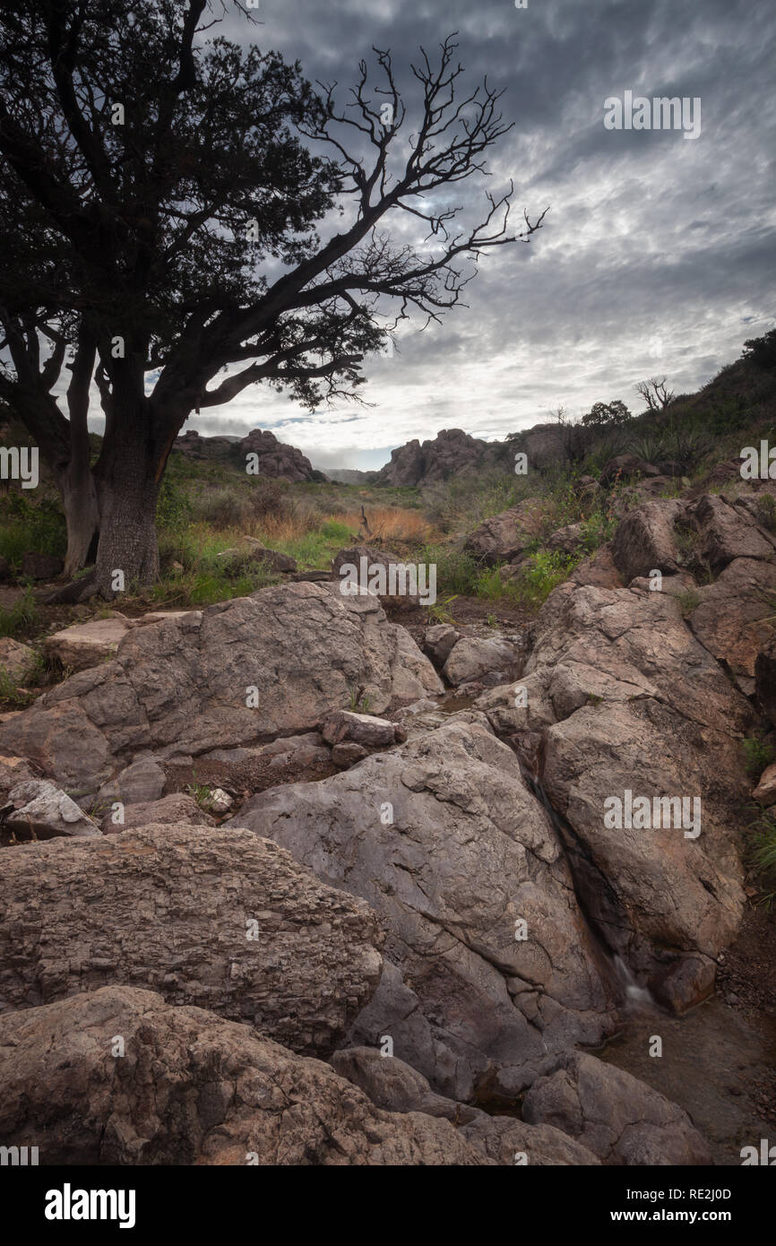 Orgel Berge, Dona Ana County, New Mexico, USA Stockfoto