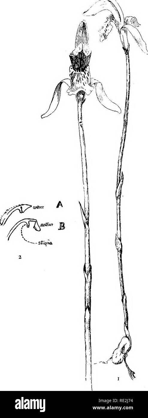 . Unsere einheimischen Orchideen; eine Reihe von Zeichnungen aus der Natur aller Arten im Nordosten der USA gefunden. Orchideen. xxxrv Abb. 1. Arethusa. Abb. i. Staubbeutel und Stigmatisierung. Bitte beachten Sie, dass diese Bilder sind von der gescannten Seite Bilder, die digital für die Lesbarkeit verbessert haben mögen - Färbung und Aussehen dieser Abbildungen können nicht perfekt dem Original ähneln. extrahiert. Gibson, W. Hamilton (William Hamilton), 1850-1896; Jelliffe, Helen Dewey Leeming, d. 1916. New York, Doubleday, Page&amp; Co. Stockfoto