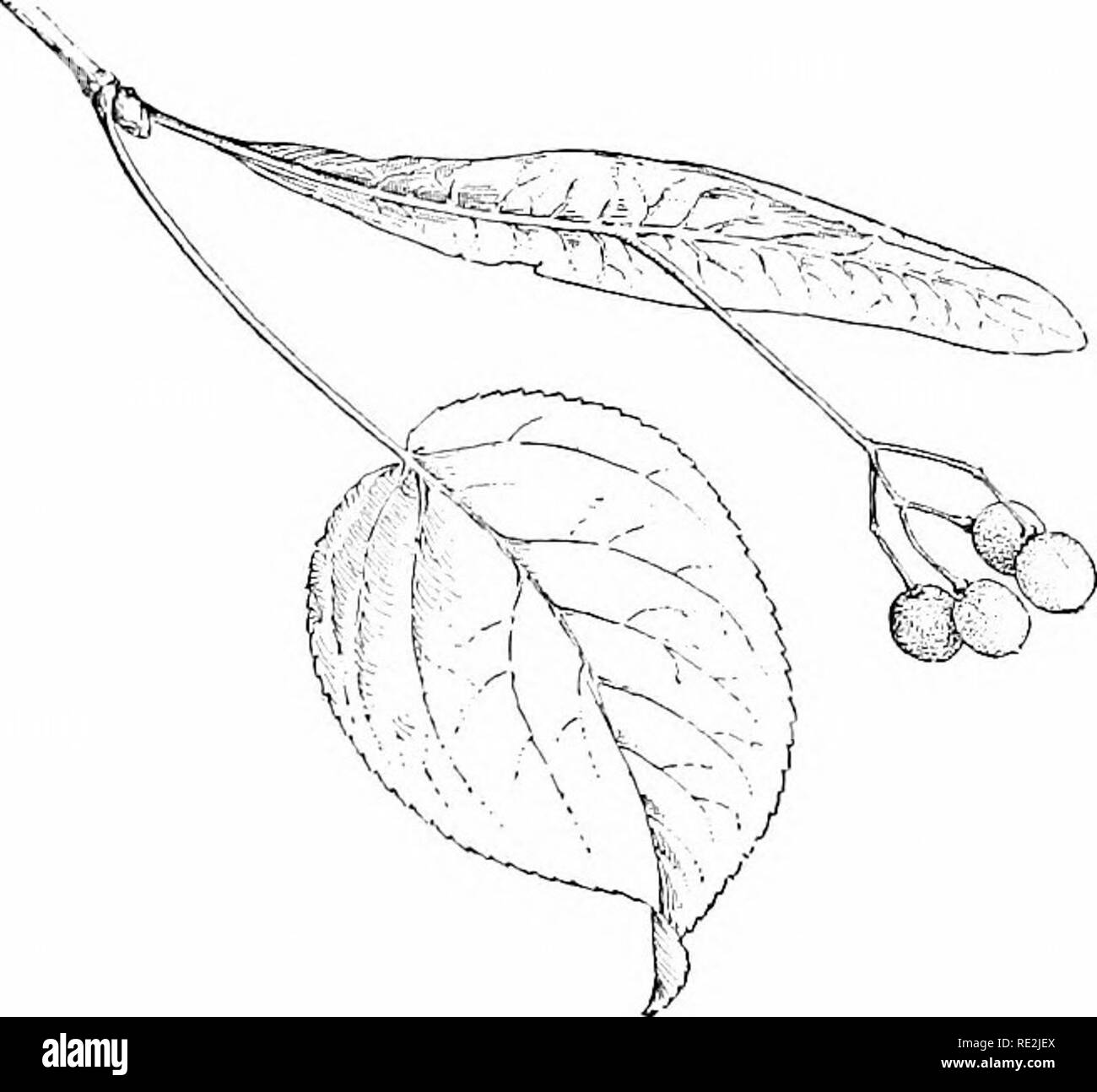 . Elemente der Botanik. Botanik. 192 ELEMENTE DER BOTANIK Amerikanischen sand-Box Tree platzt offen, wenn gründlich trocken mit einem Geräusch wie eine Pistole erschossen. 237. Winged oder Getuftet Früchte und Samen. âThe Früchte der Esche, Box Elder, Ulme, Ahorn (Abb. 139), und viele andere Bäume sind mit einem erweiterten häutige Flügel zur Verfügung. Einige Samen, wie die Der catalpa und das Trum-pet-Kriechgang, sind ähnlich appendaged. Die Früchte der Löwenzahn, Distel, die berufskraut, und viele andere Werke der Gruppe, zu der sie gehören, und die Samen des Willow, milkweed (Platte XI), der Willow-Kraut, und anderen pl Stockfoto