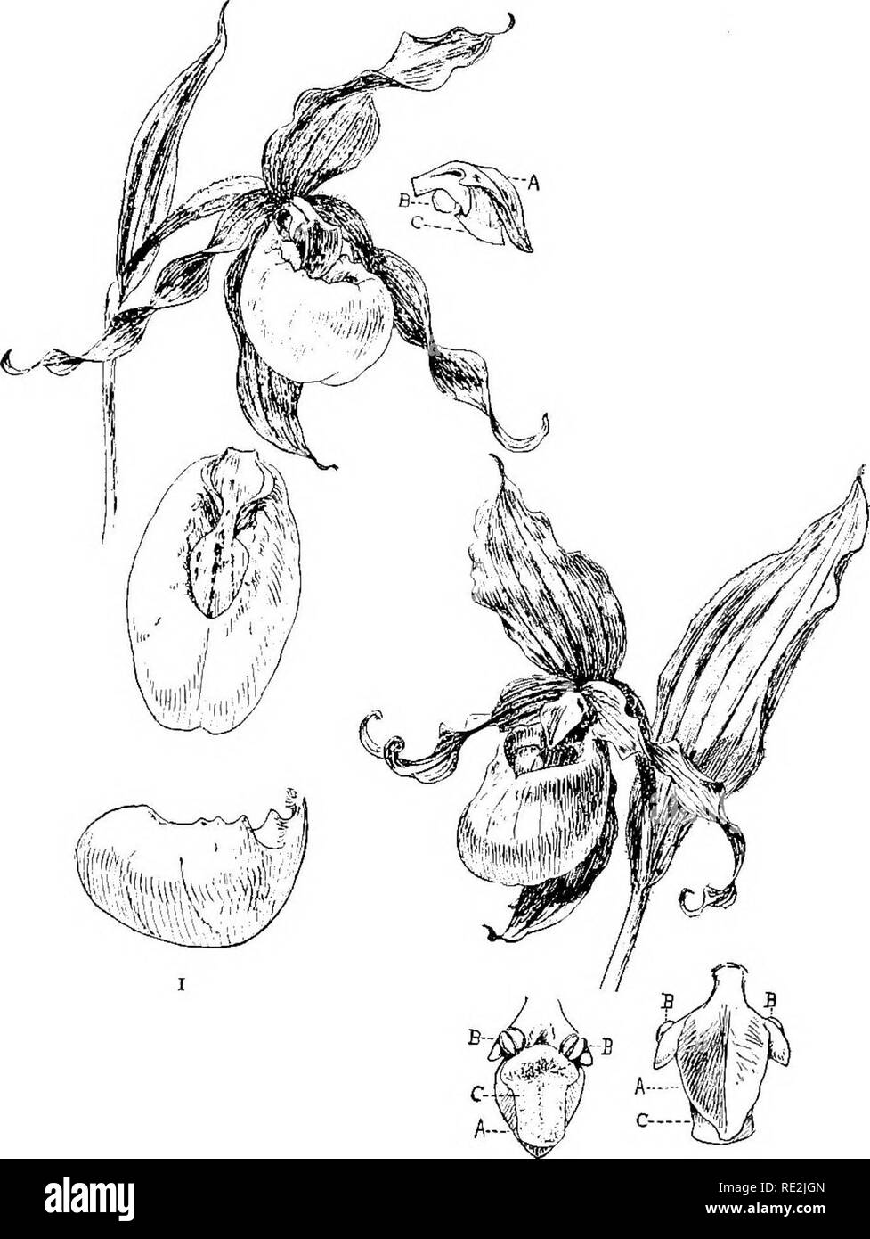 . Unsere einheimischen Orchideen; eine Reihe von Zeichnungen aus der Natur aller Arten im Nordosten der USA gefunden. Orchideen. VIII Abb. I. Blüten von kleinen gelben Lady-Slipper, mit Detail der Lippe und Staubbeutel. Abb. Blüten von Großen Gelben Lady-Slipper, mit Details des Pollenstäubens und Stigmatisierung. Bitte beachten Sie, dass diese Bilder sind von der gescannten Seite Bilder, die digital für die Lesbarkeit verbessert haben mögen - Färbung und Aussehen dieser Abbildungen können nicht perfekt dem Original ähneln. extrahiert. Gibson, W. Hamilton (William Hamilton), 1850-1896; Jelliffe, Helen Dewey Leeming, d. 1916 Stockfoto